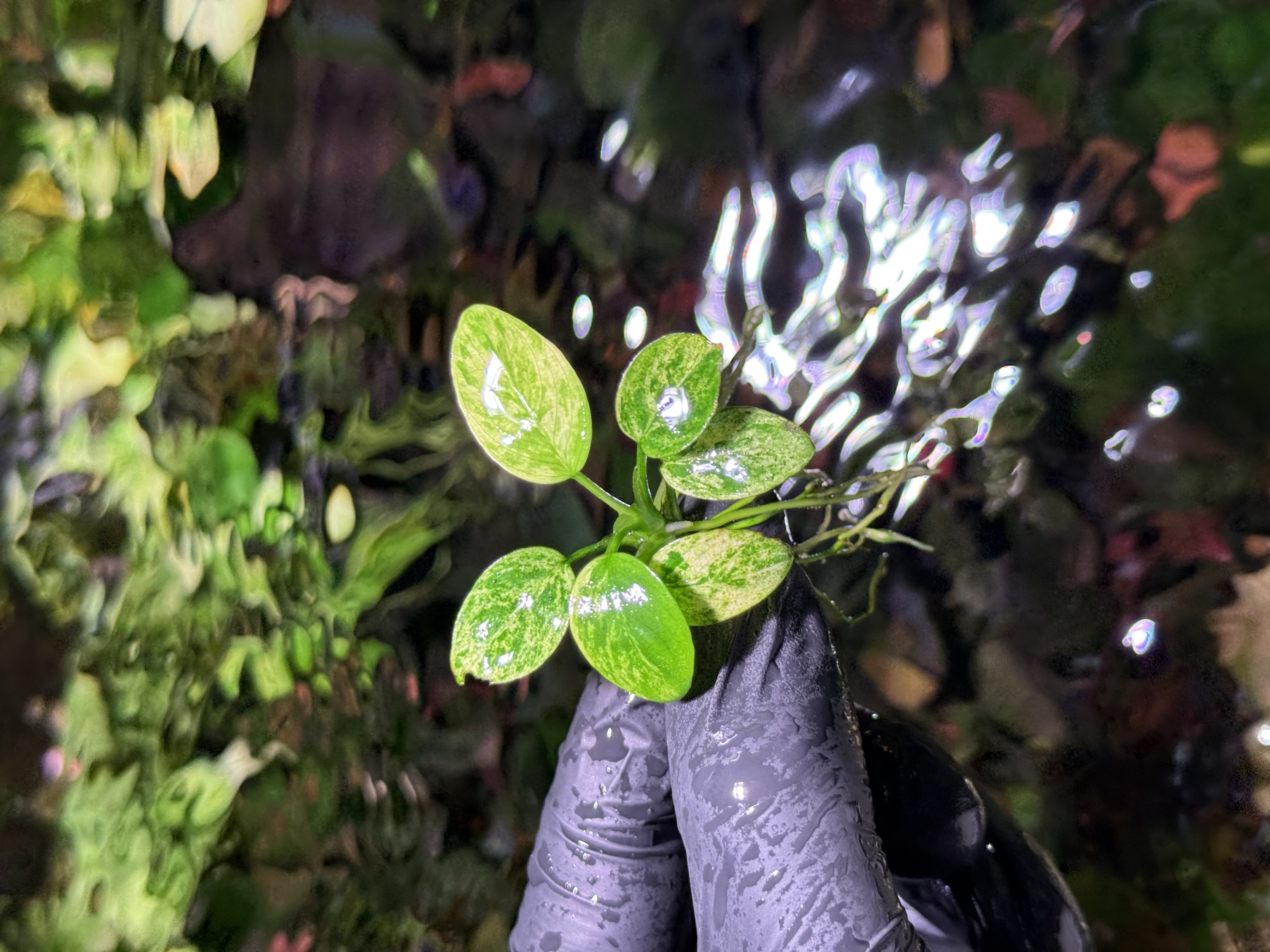 Anubias Marble Japan