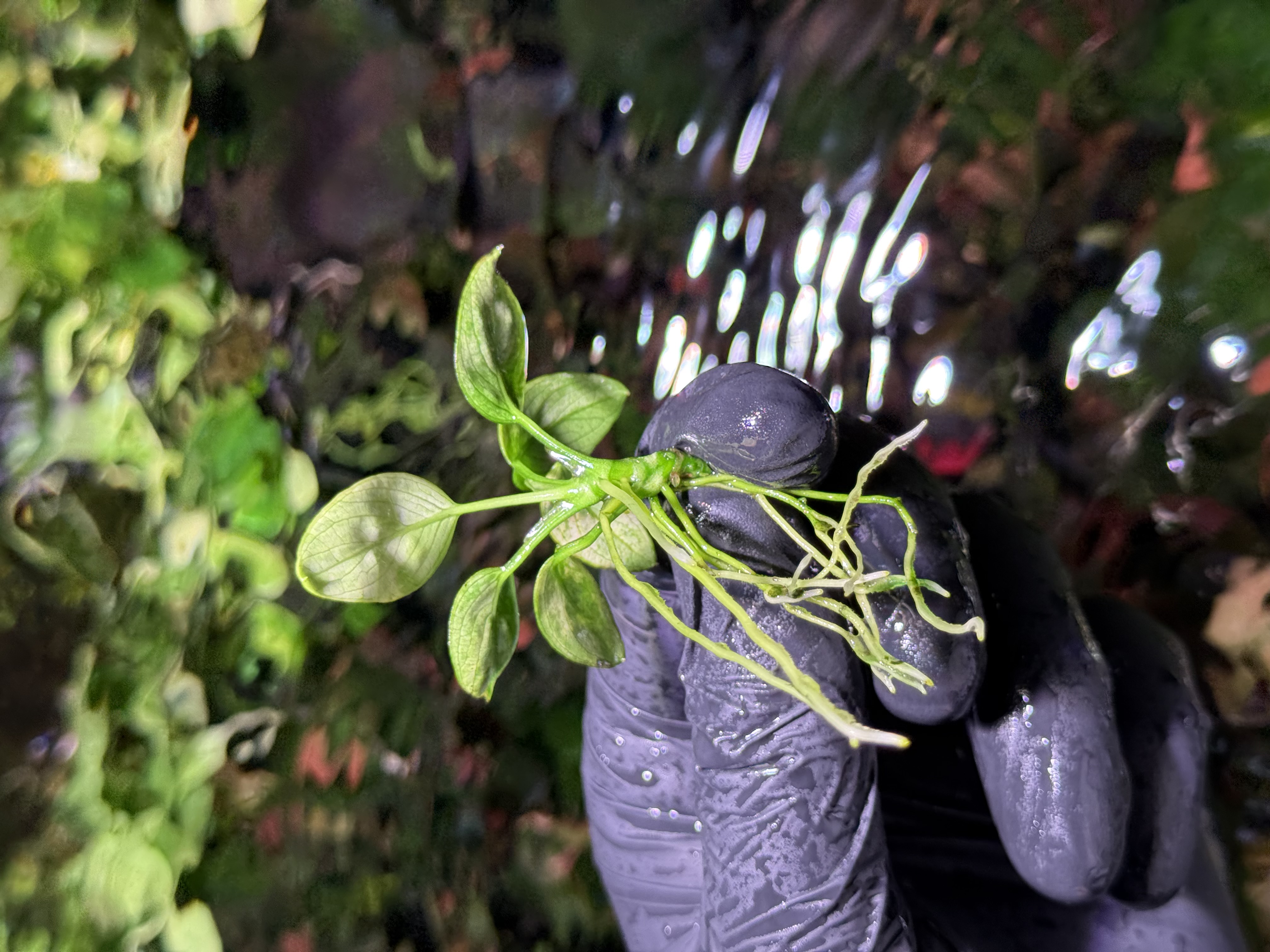 Anubias Marble Japan