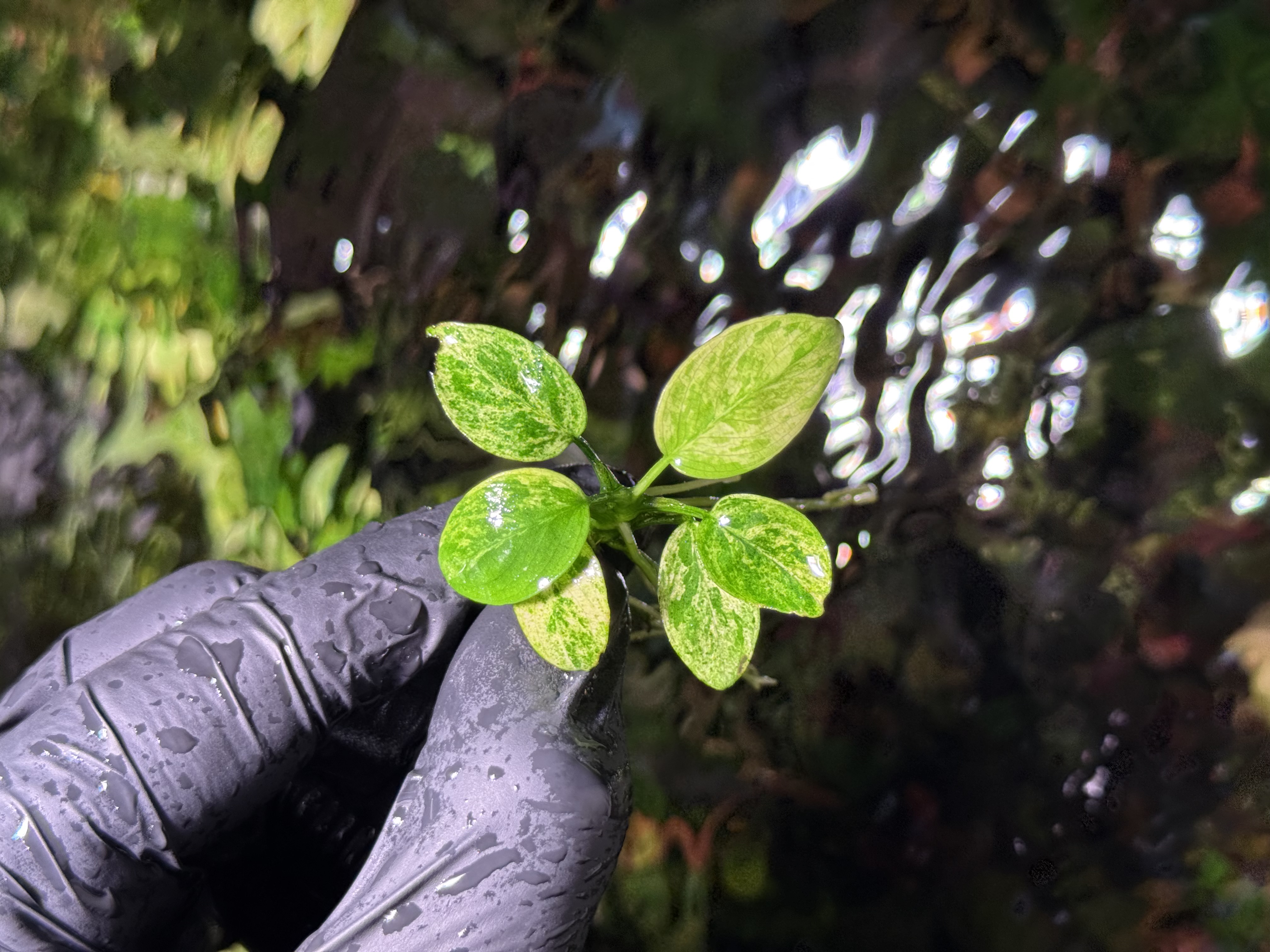 Anubias Marble Japan