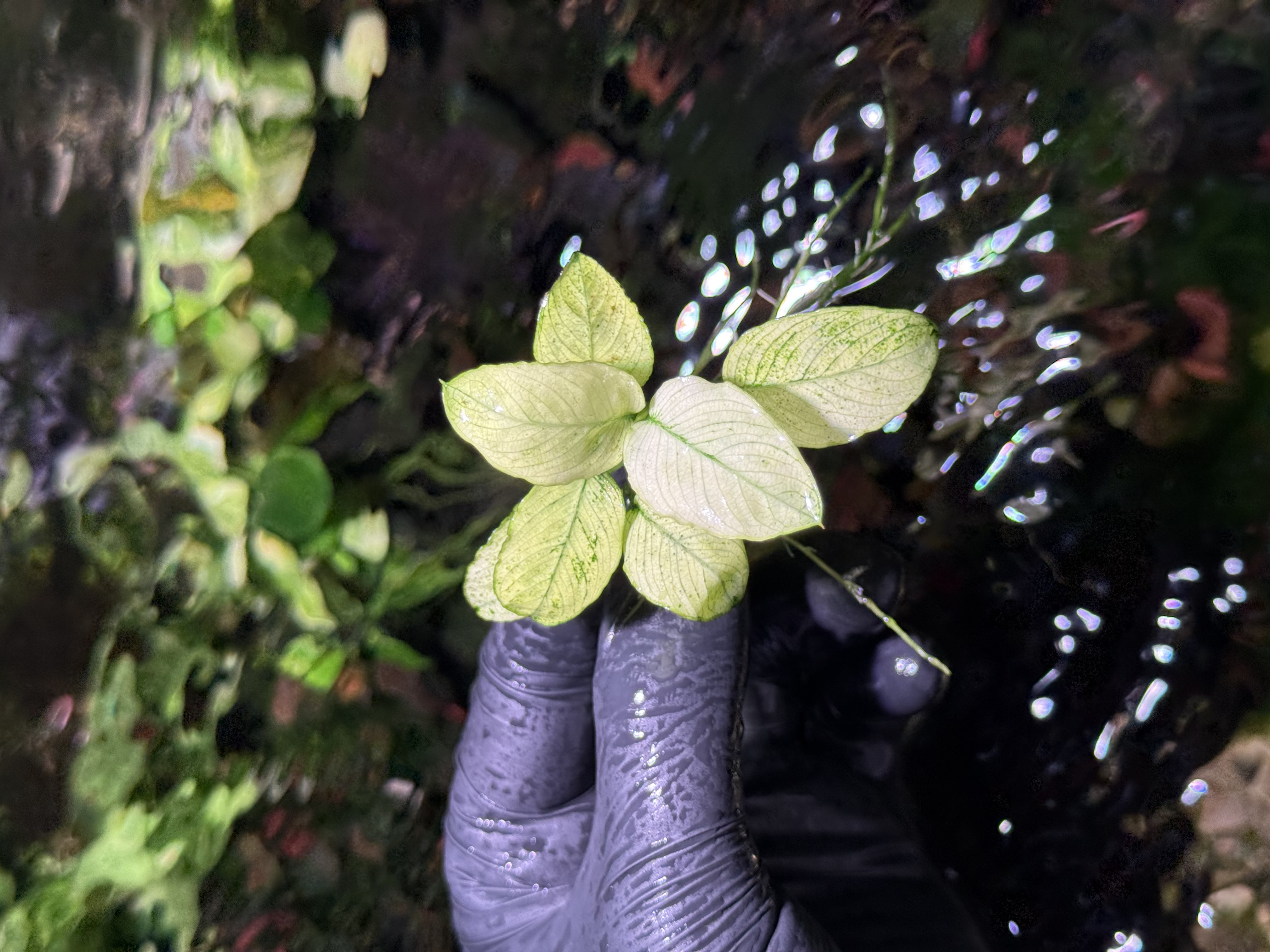 Anubias White (true petite white)