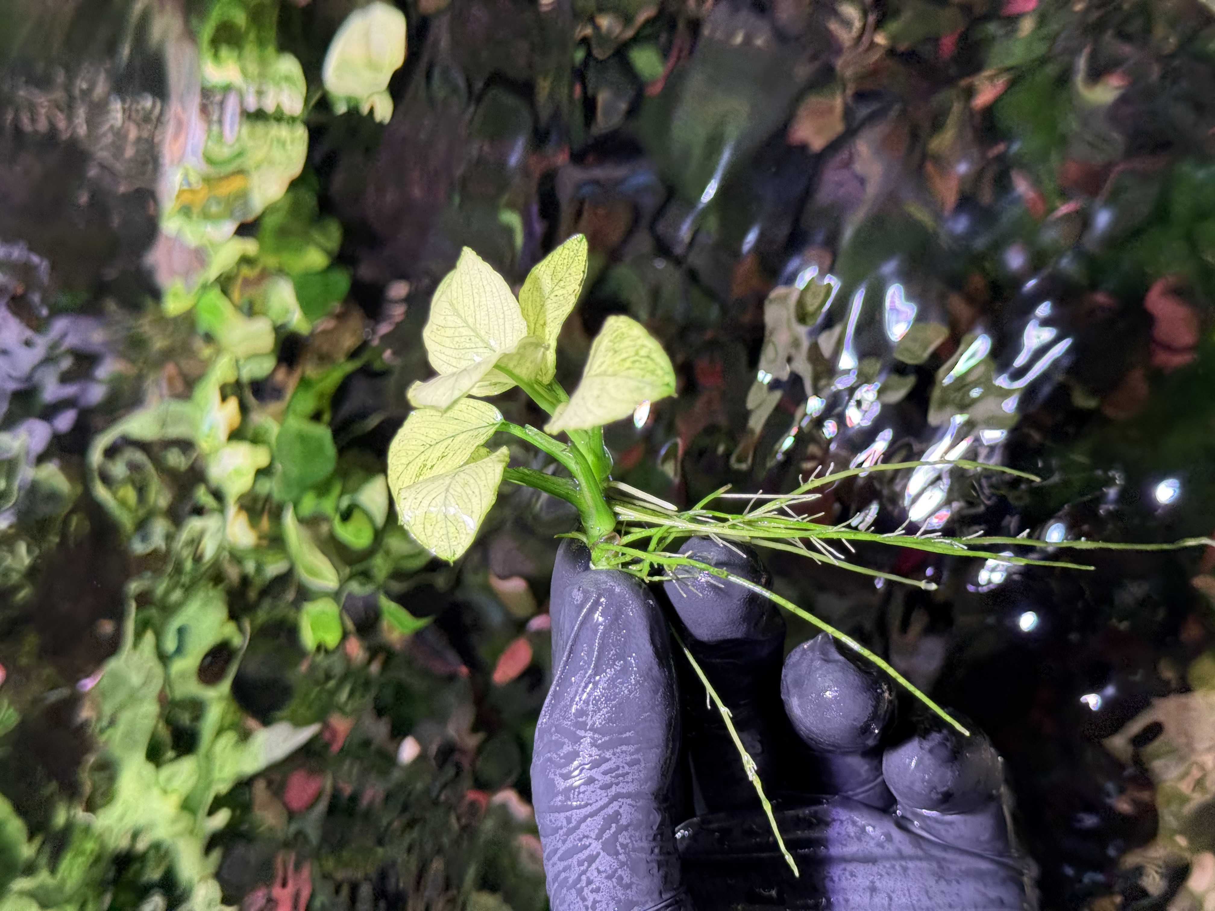 Anubias White (true petite white)