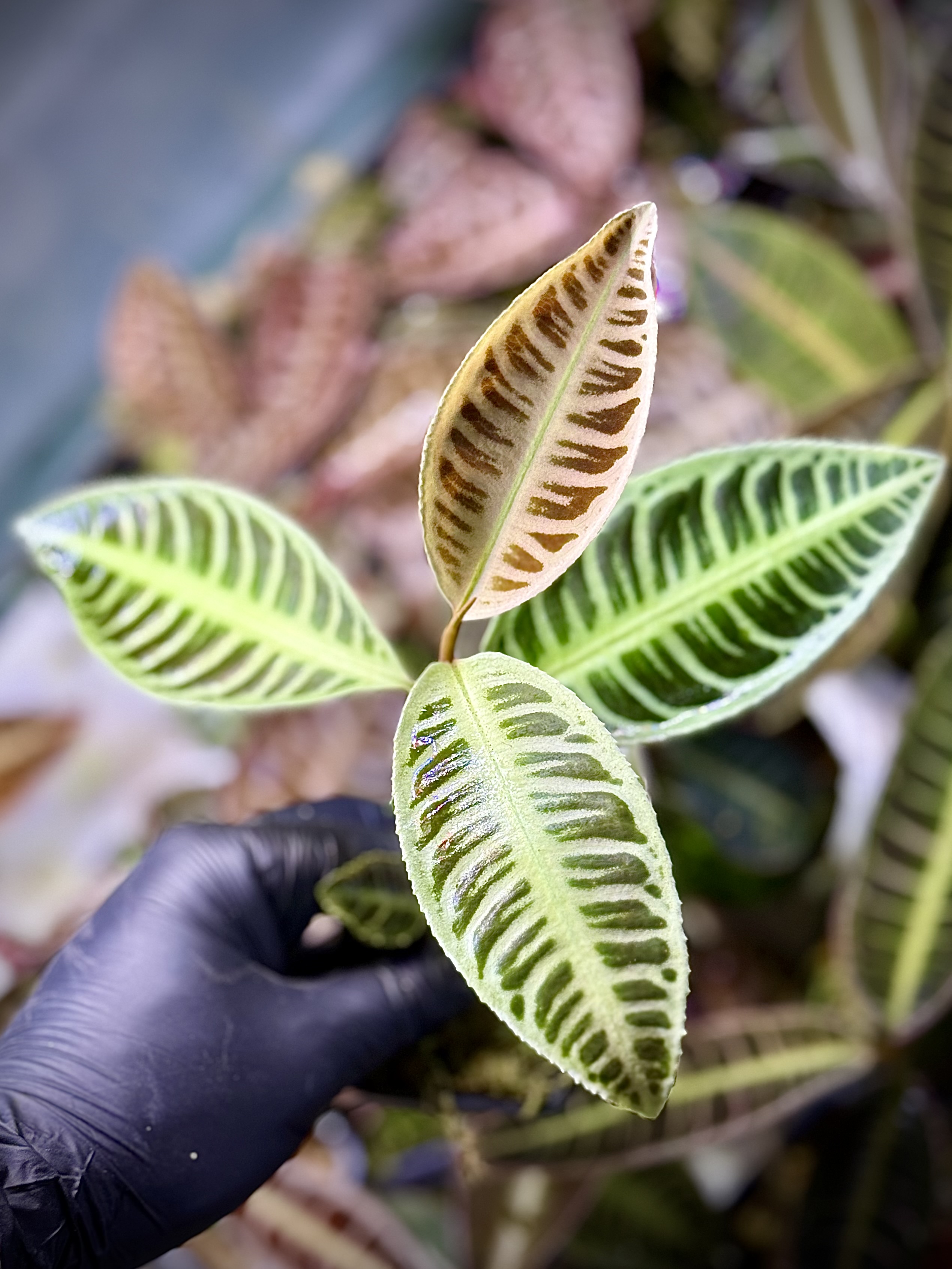 Emblemantha Urnulata Labisia Sp. Riau „Lemon Lime” 