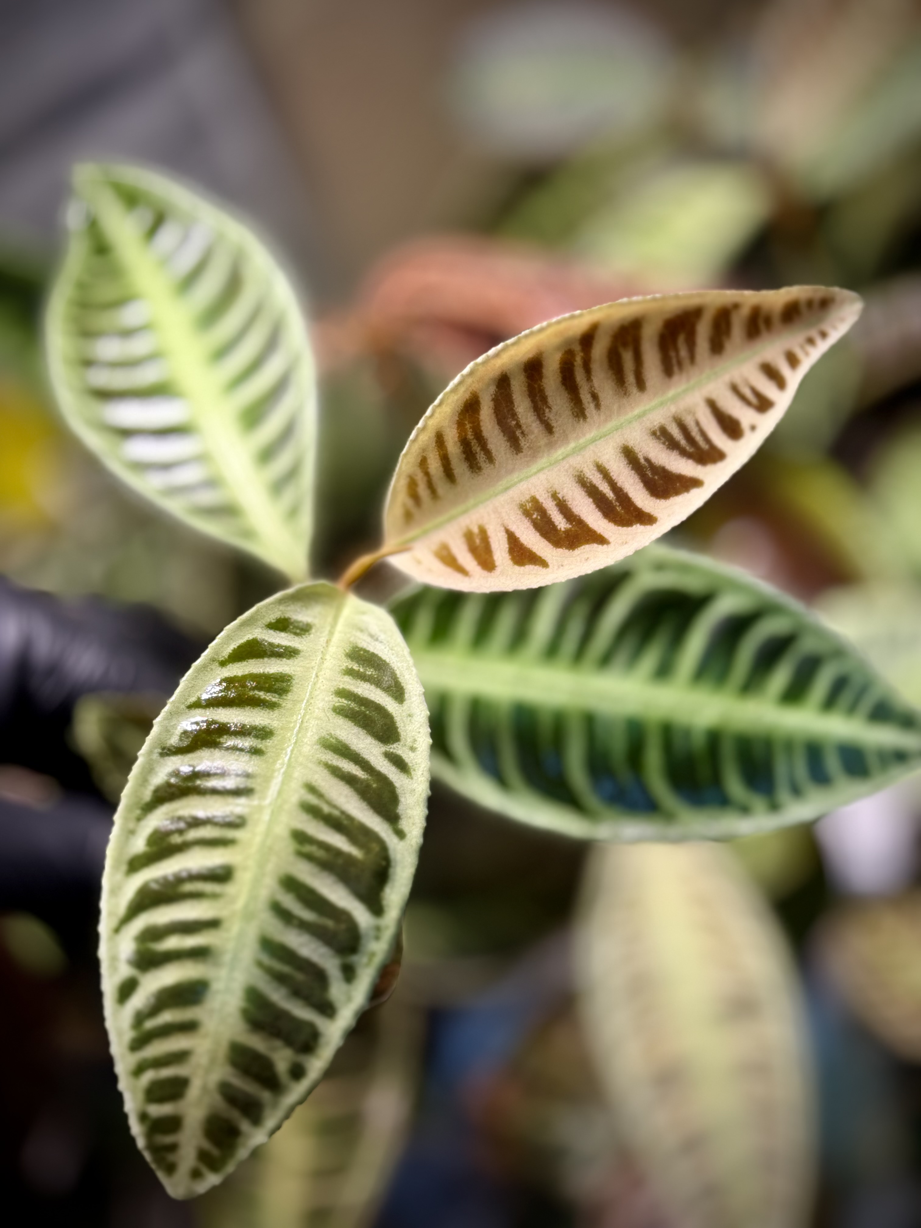 Emblemantha Urnulata Labisia Sp. Riau „Lemon Lime” 