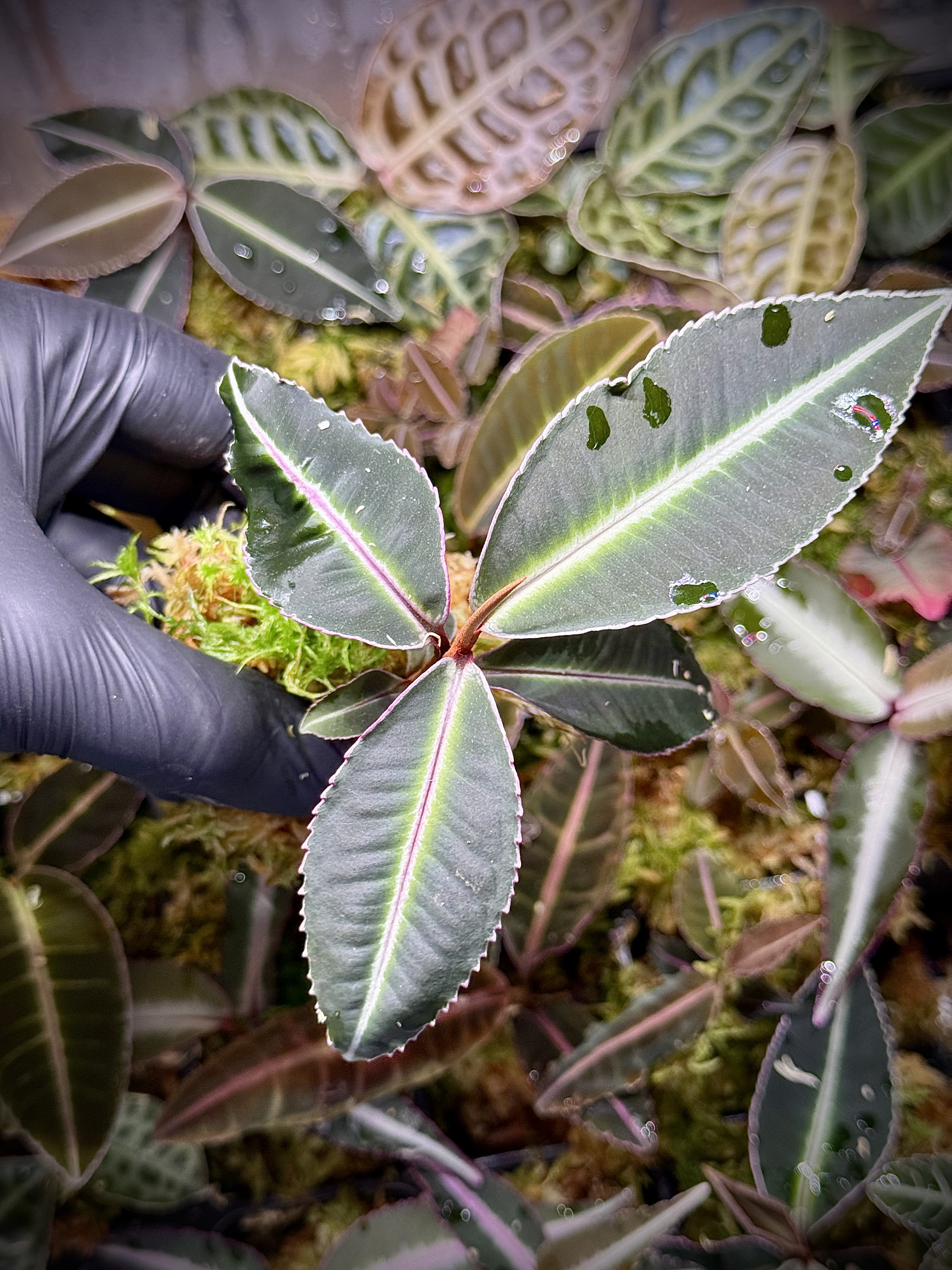 Ardisia / Labisia Pumila Pink type2