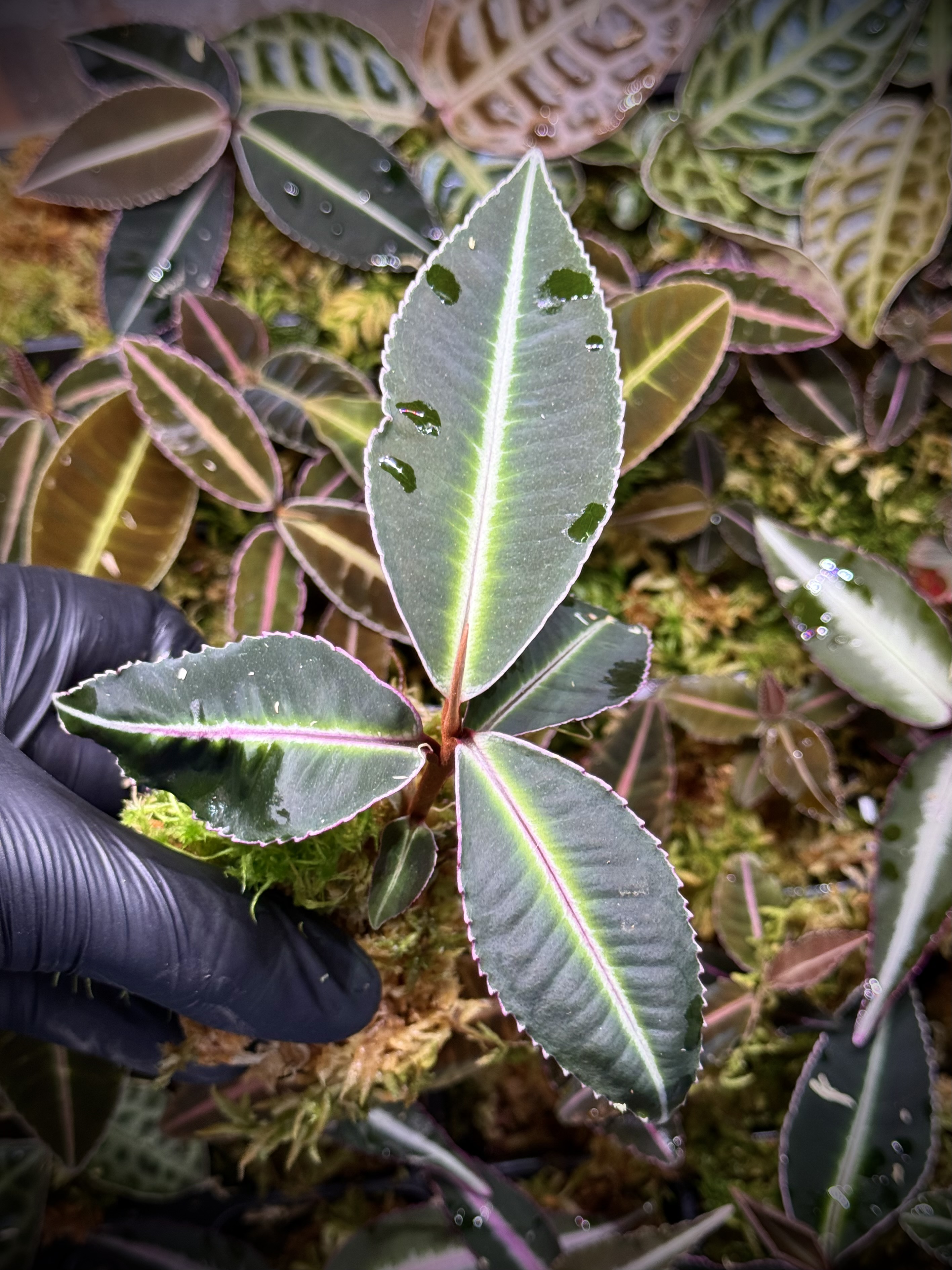 Ardisia / Labisia Pumila Pink type2