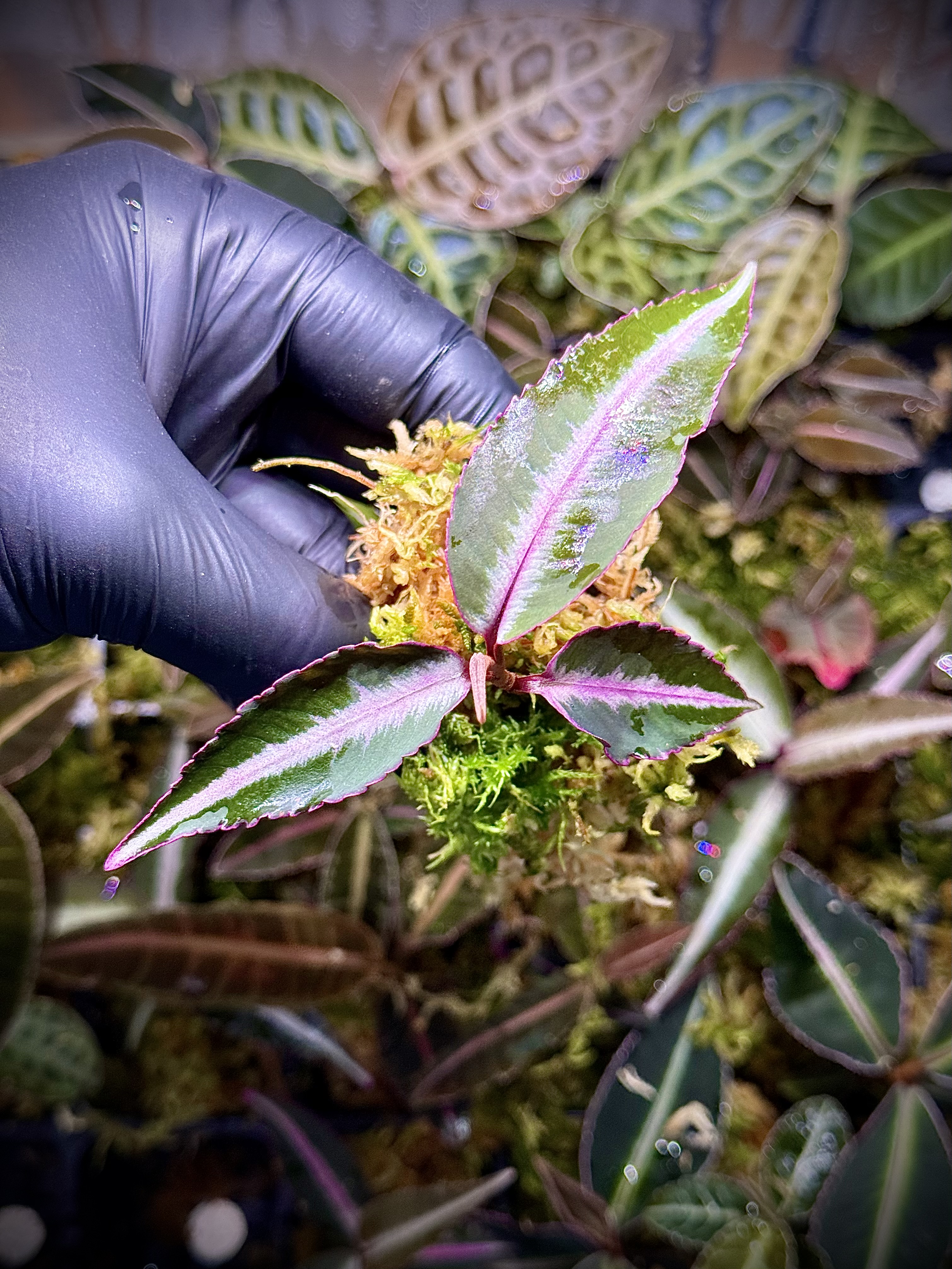 Ardisia / Labisia Pumila „Pink x Silver”