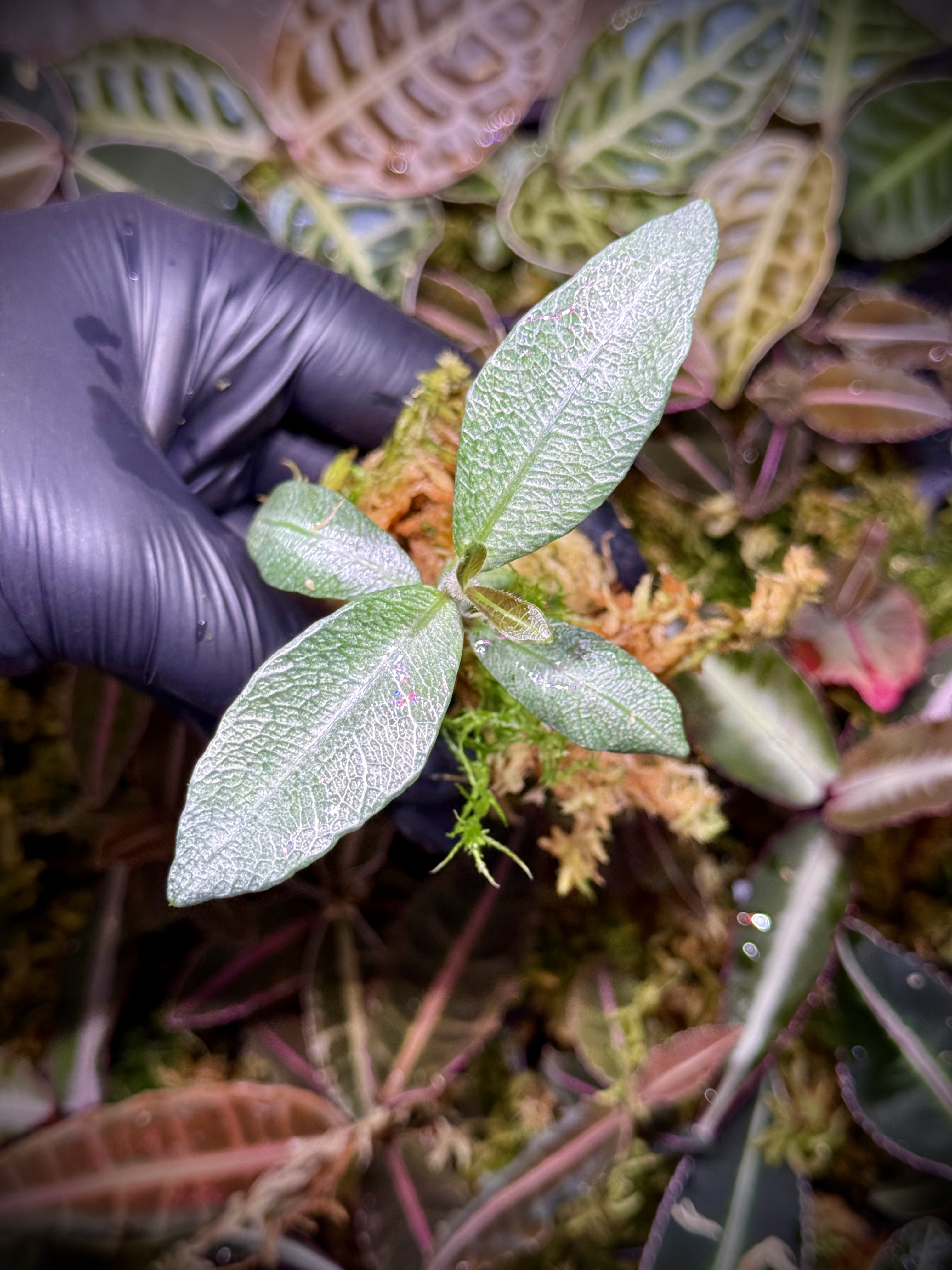 Ardisia Kapuas Hulu „Silver”