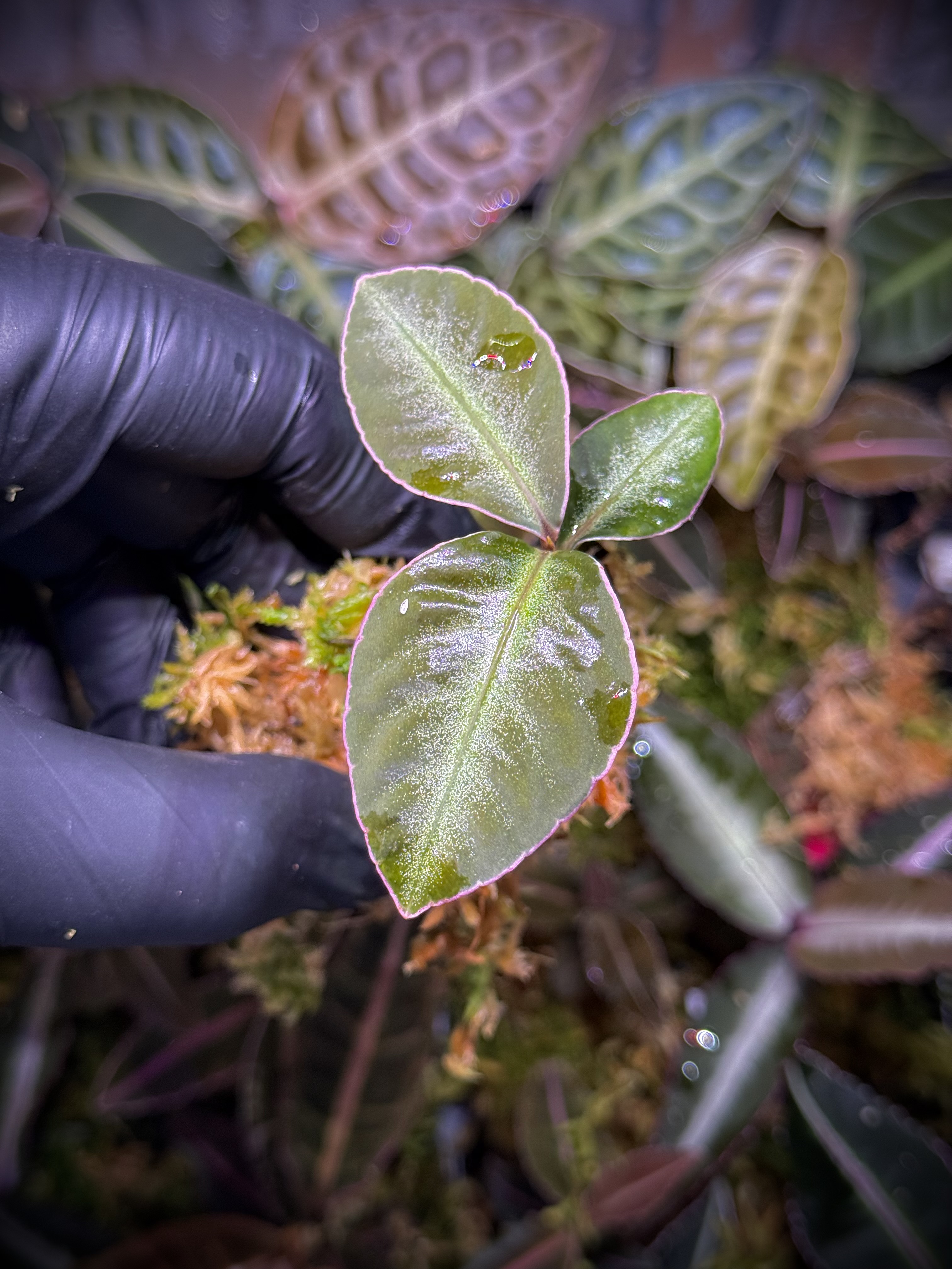 Ardisia Sanggau „White Edge”