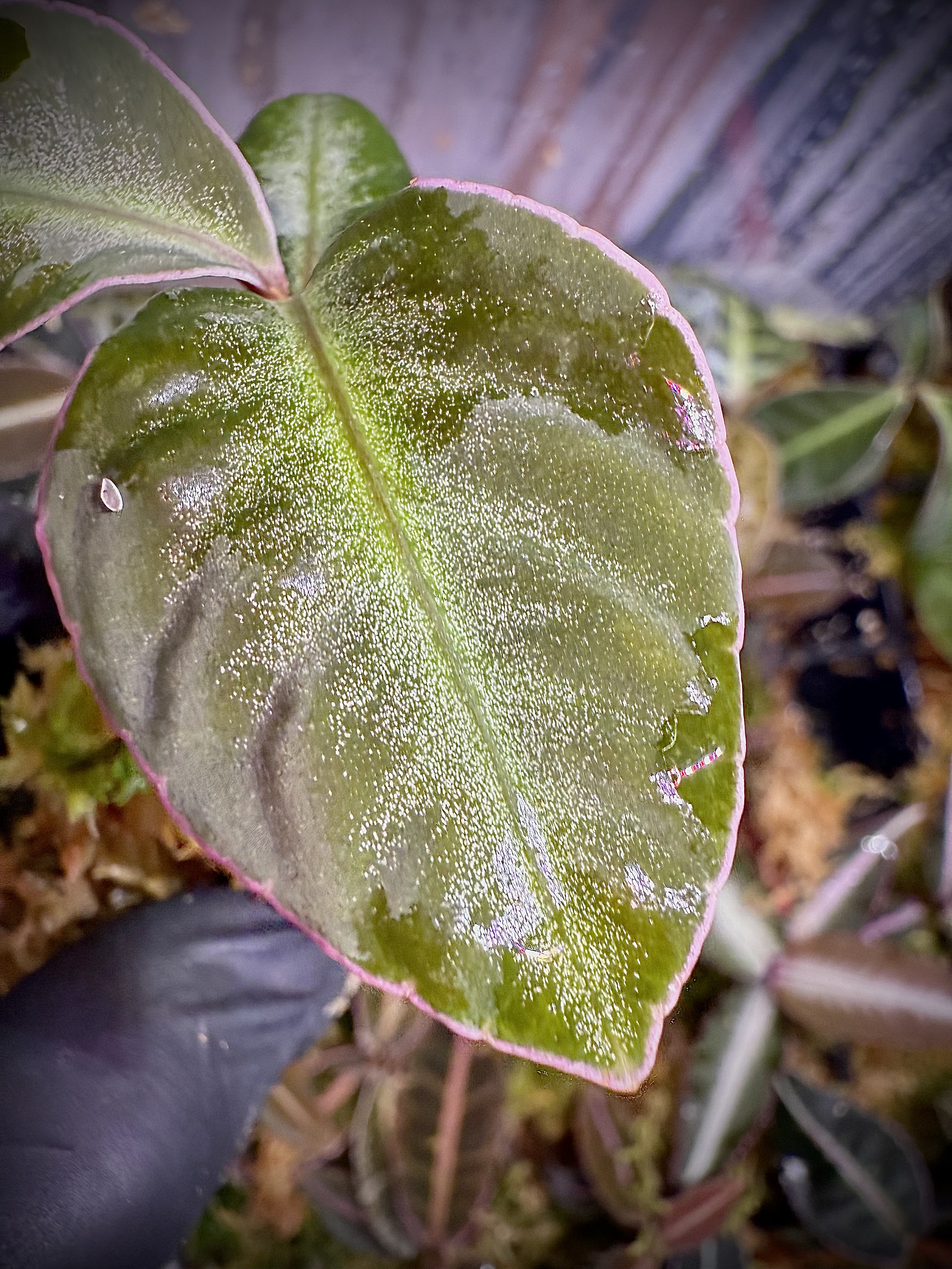 Ardisia Sanggau „White Edge”