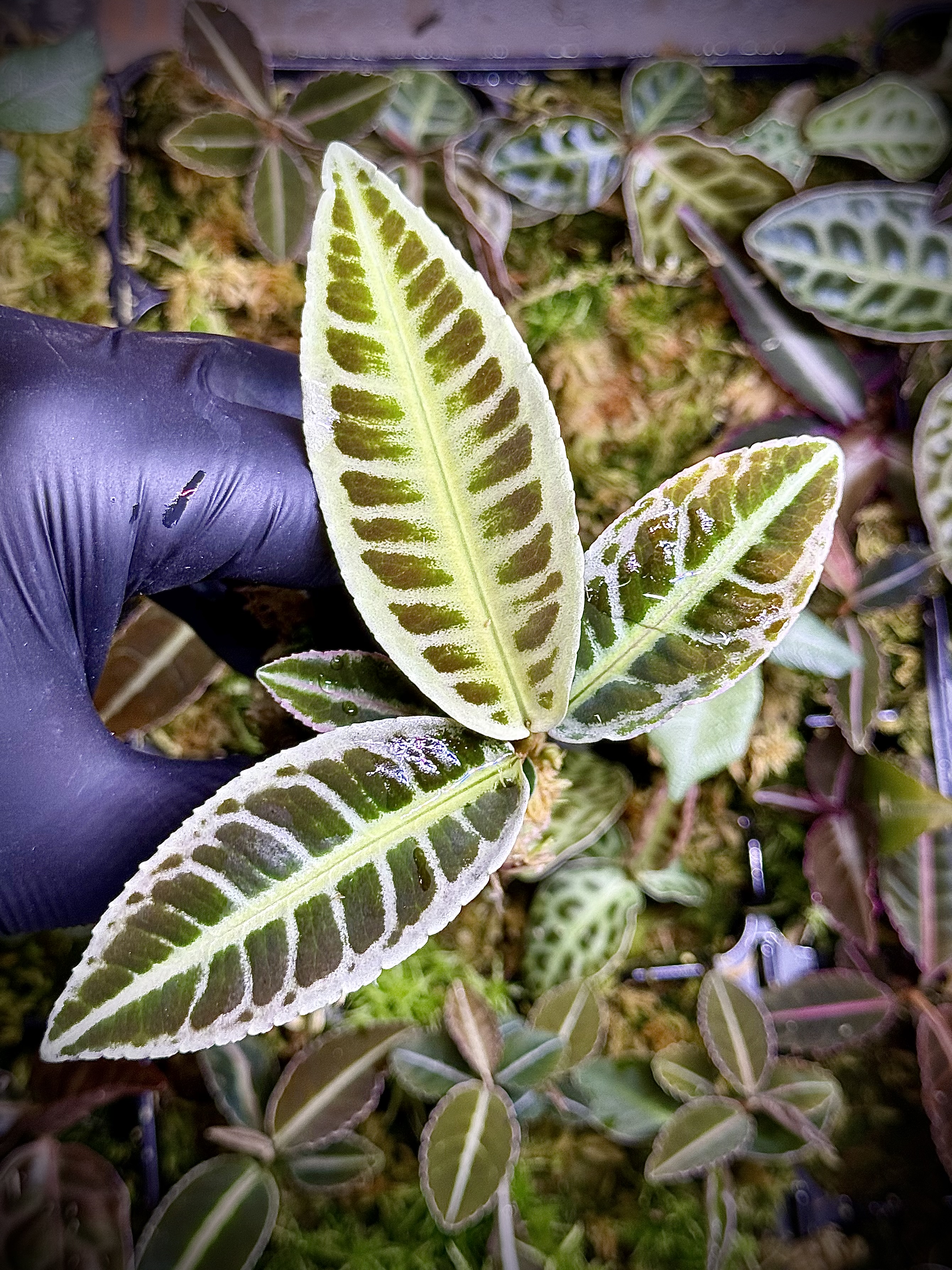 Emblemantha Urnulata Labisia Sp. Riau „Lemon Lime” 