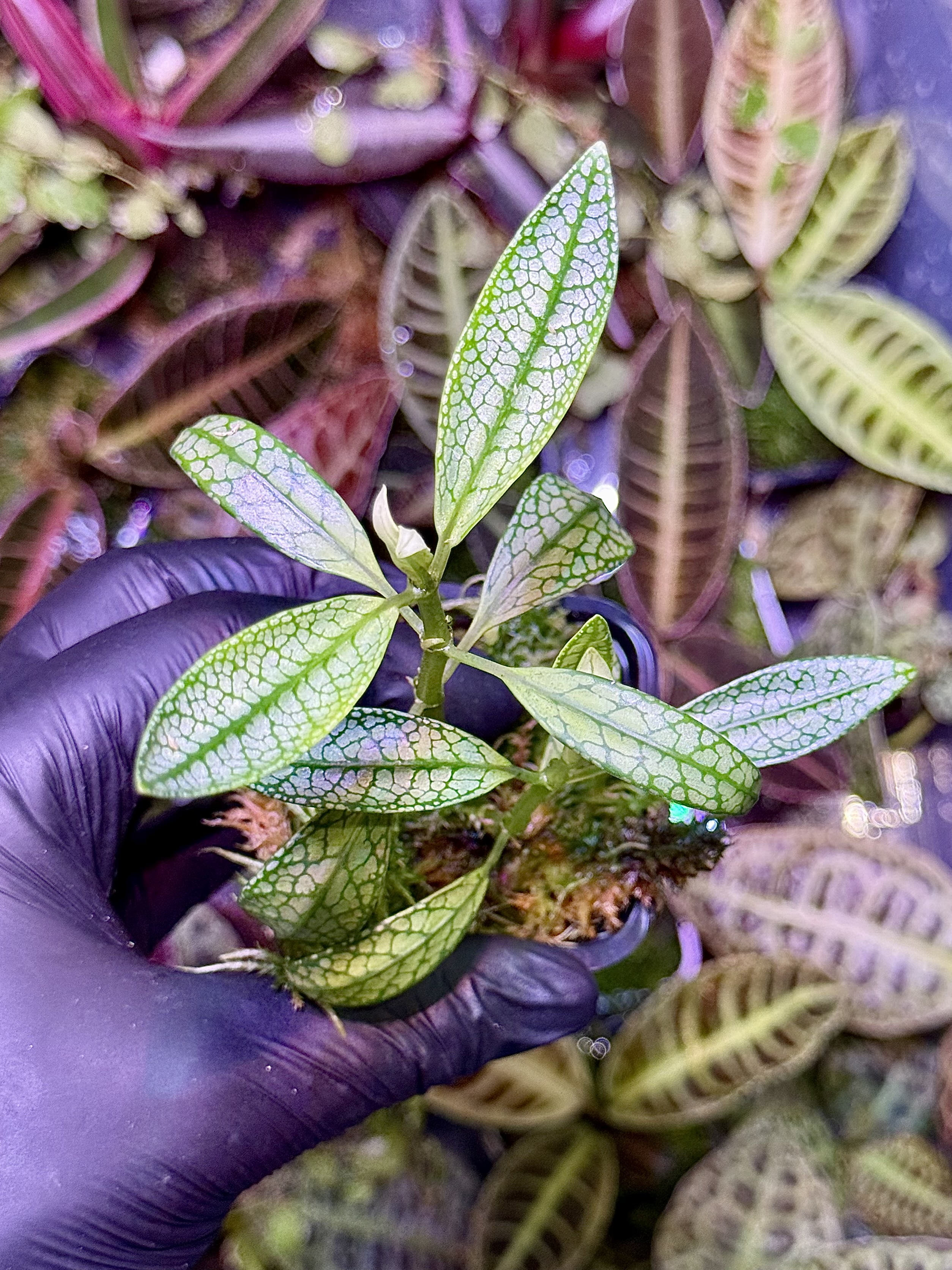 Argostemma Kapuas Hulu „Silver”