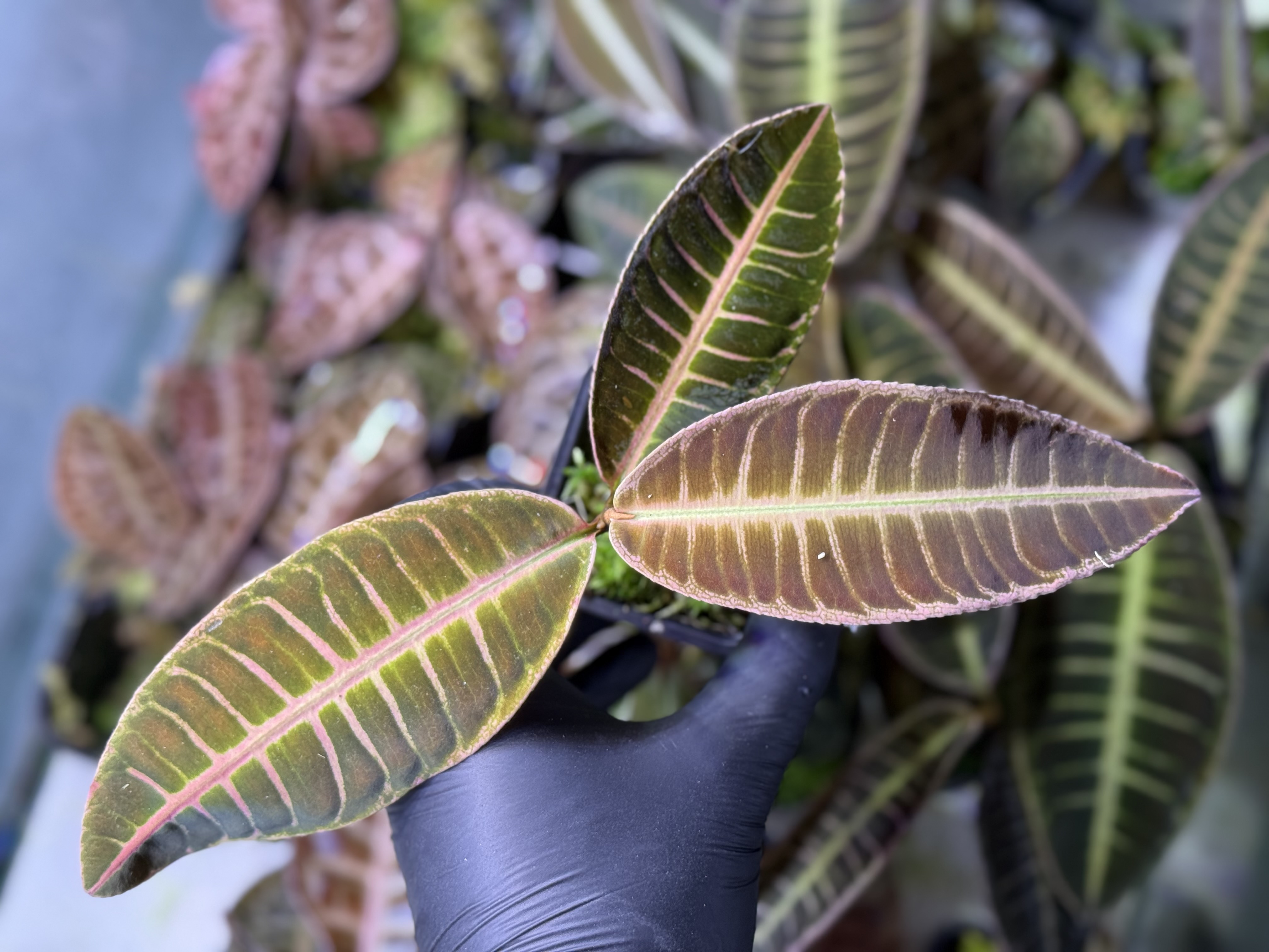 Emblemantha Urnulata Labisia Sp. Riau „Pink Matrix” 