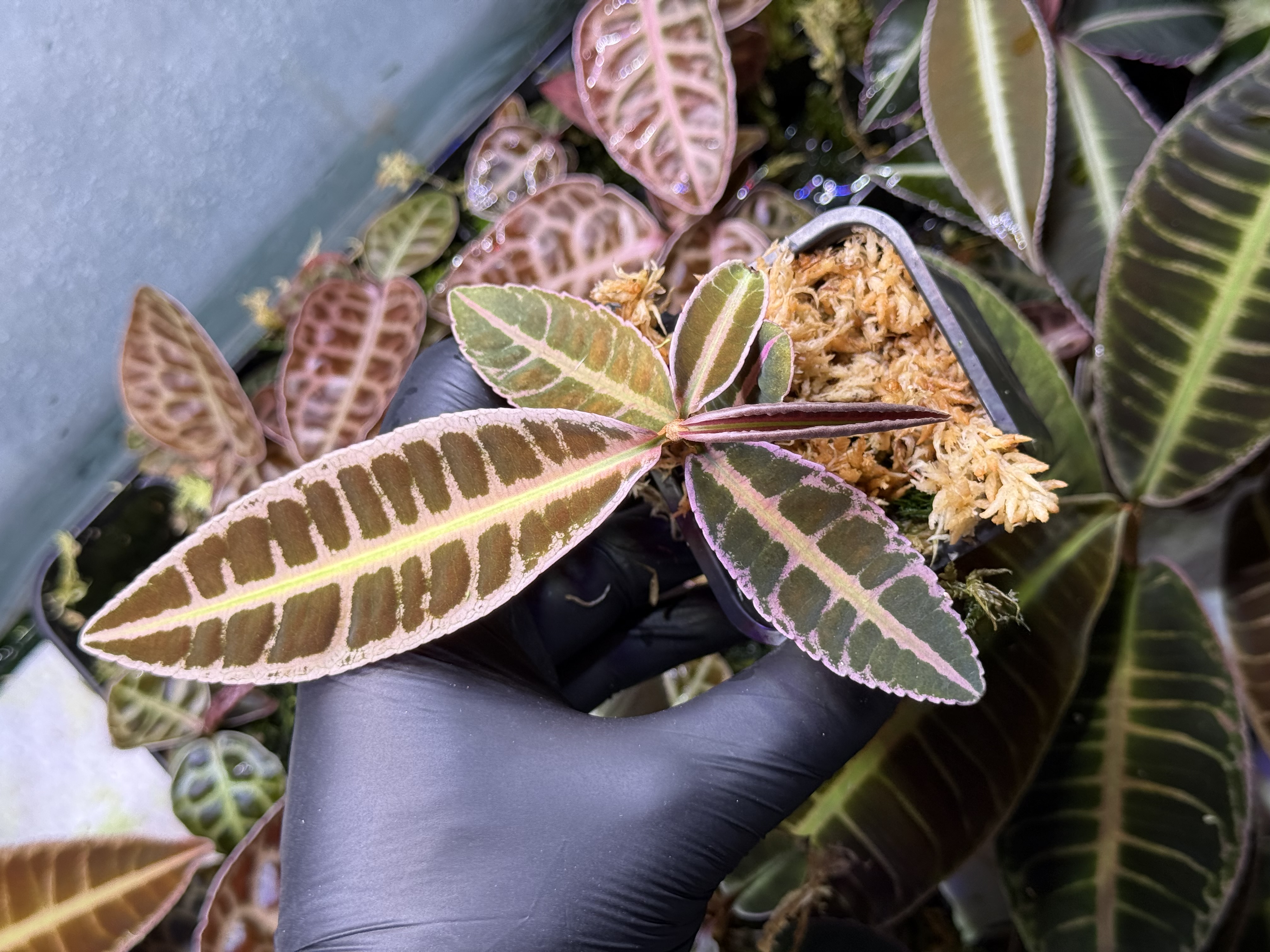 Emblemantha Urnulata Labisia Sp. Riau „Super Pink” 