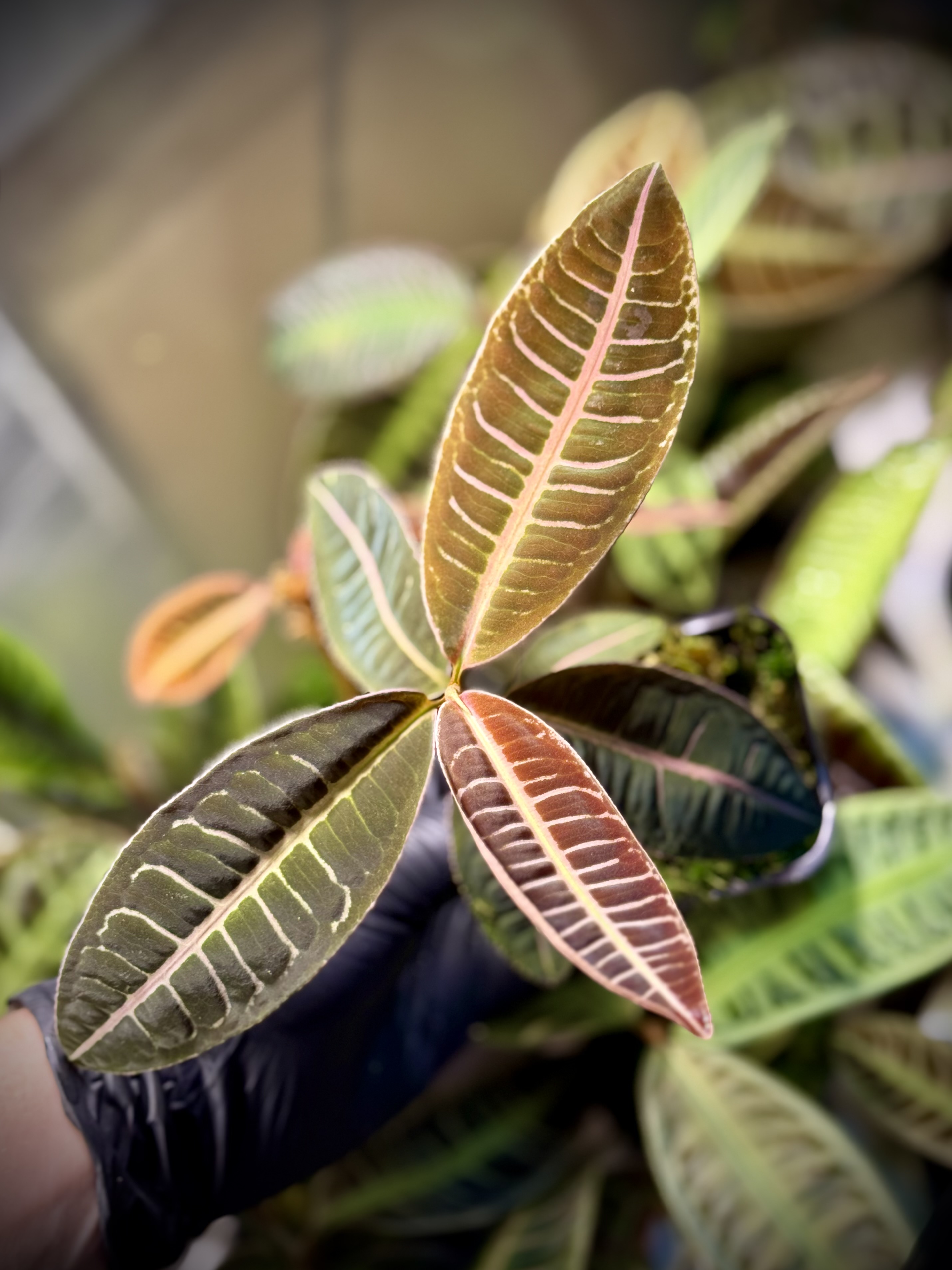 Emblemantha Urnulata Labisia Sp. Riau „Dark Pink” 