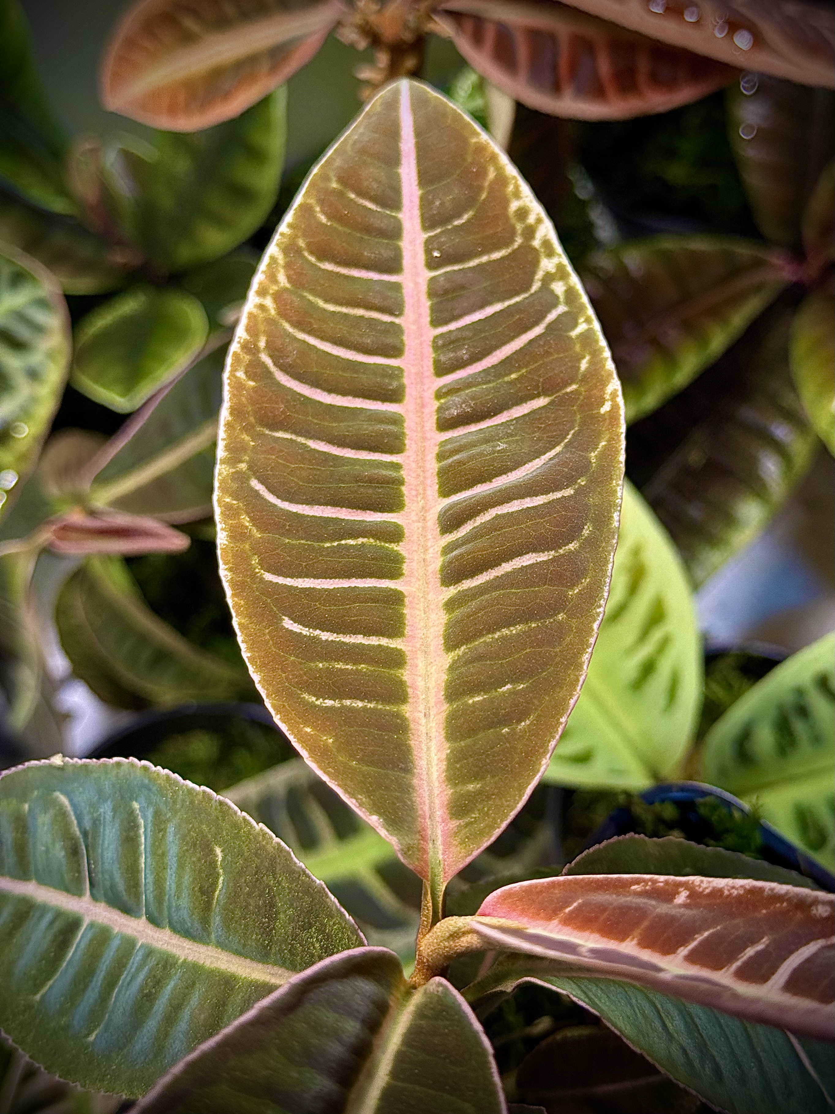 Emblemantha Urnulata Labisia Sp. Riau „Dark Pink” 