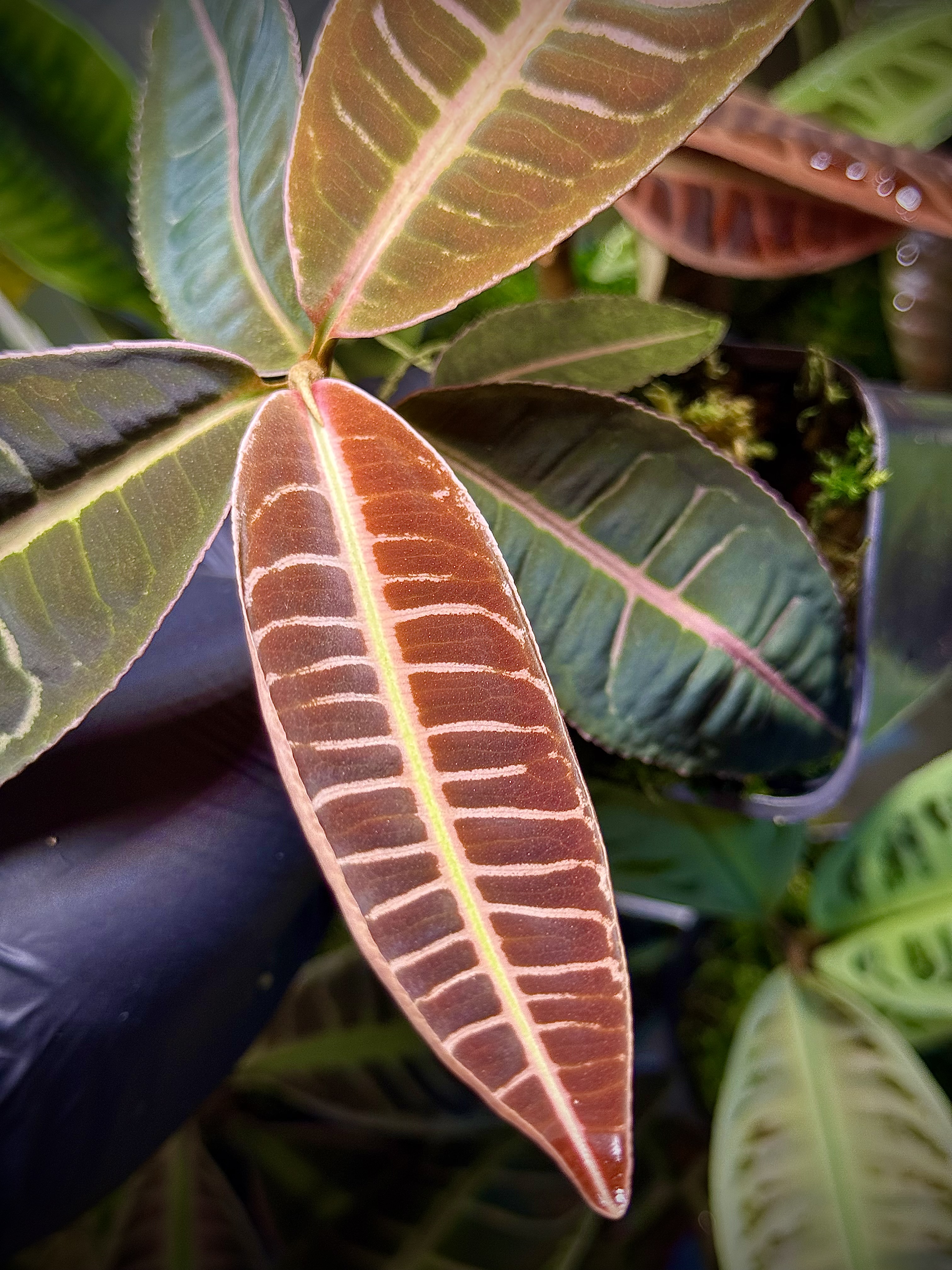 Emblemantha Urnulata Labisia Sp. Riau „Dark Pink” 