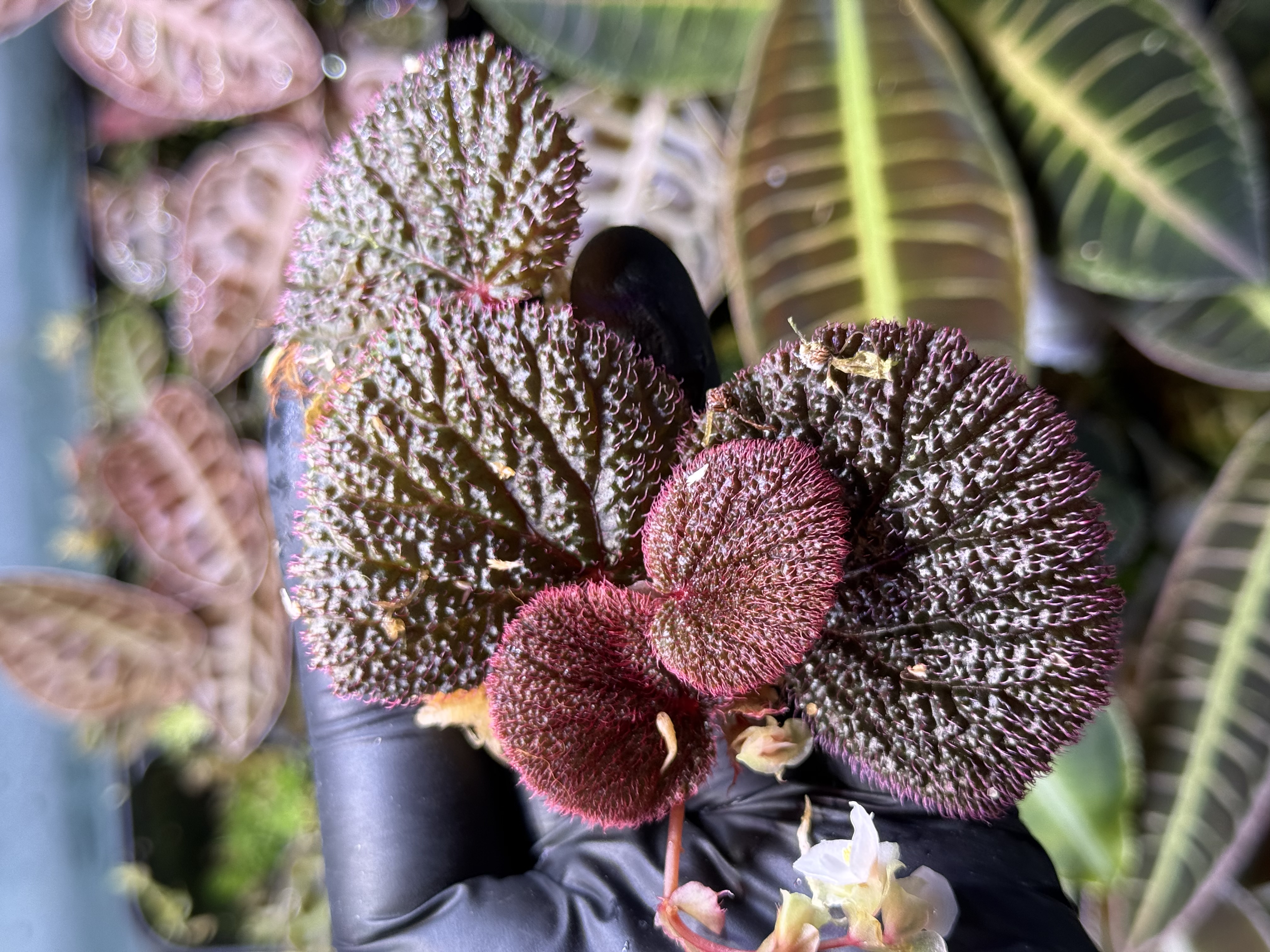 Begonia Bulu Merah Kalimantan Borneo