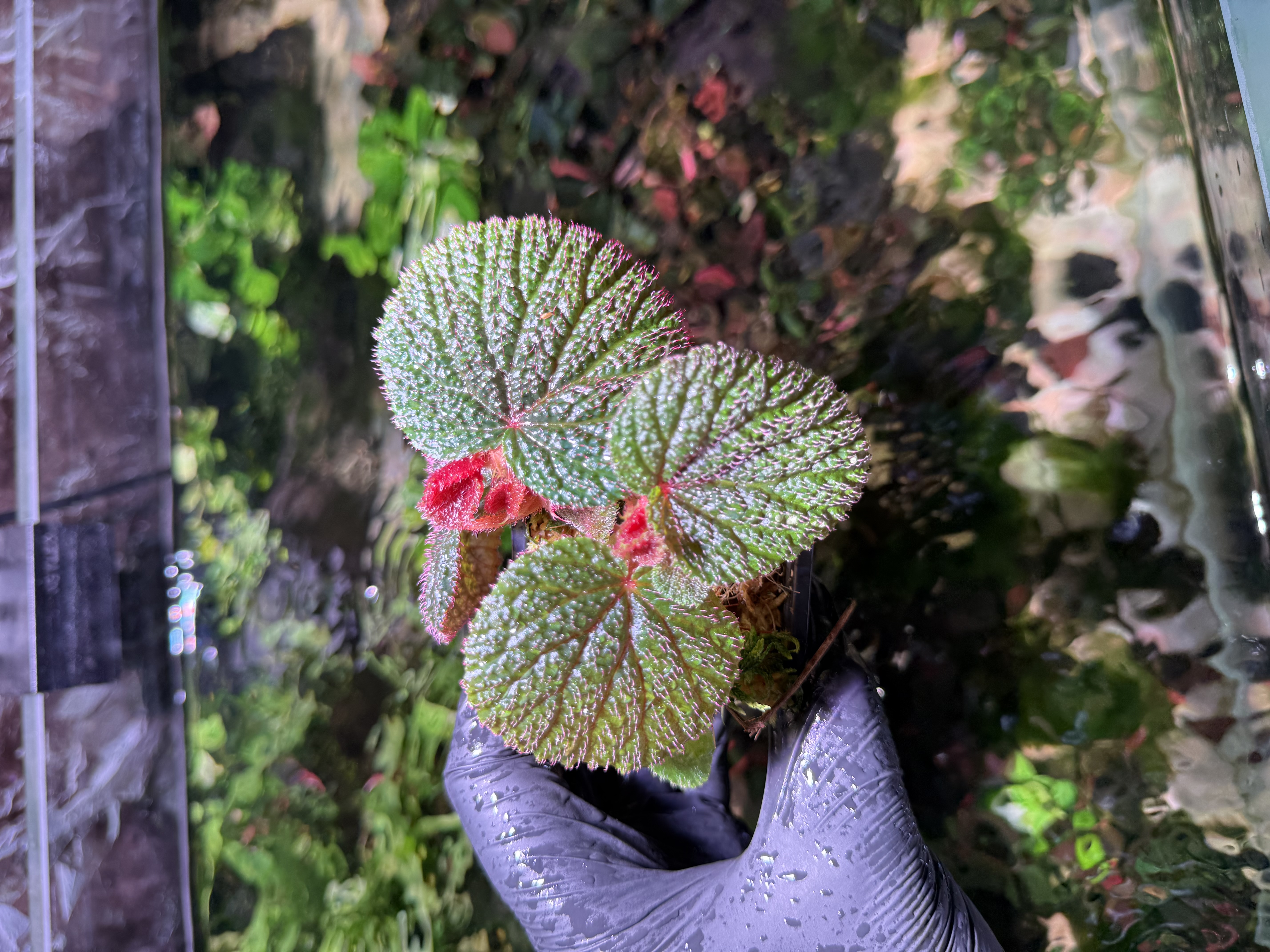 Begonia Bulu Merah Kalimantan Borneo