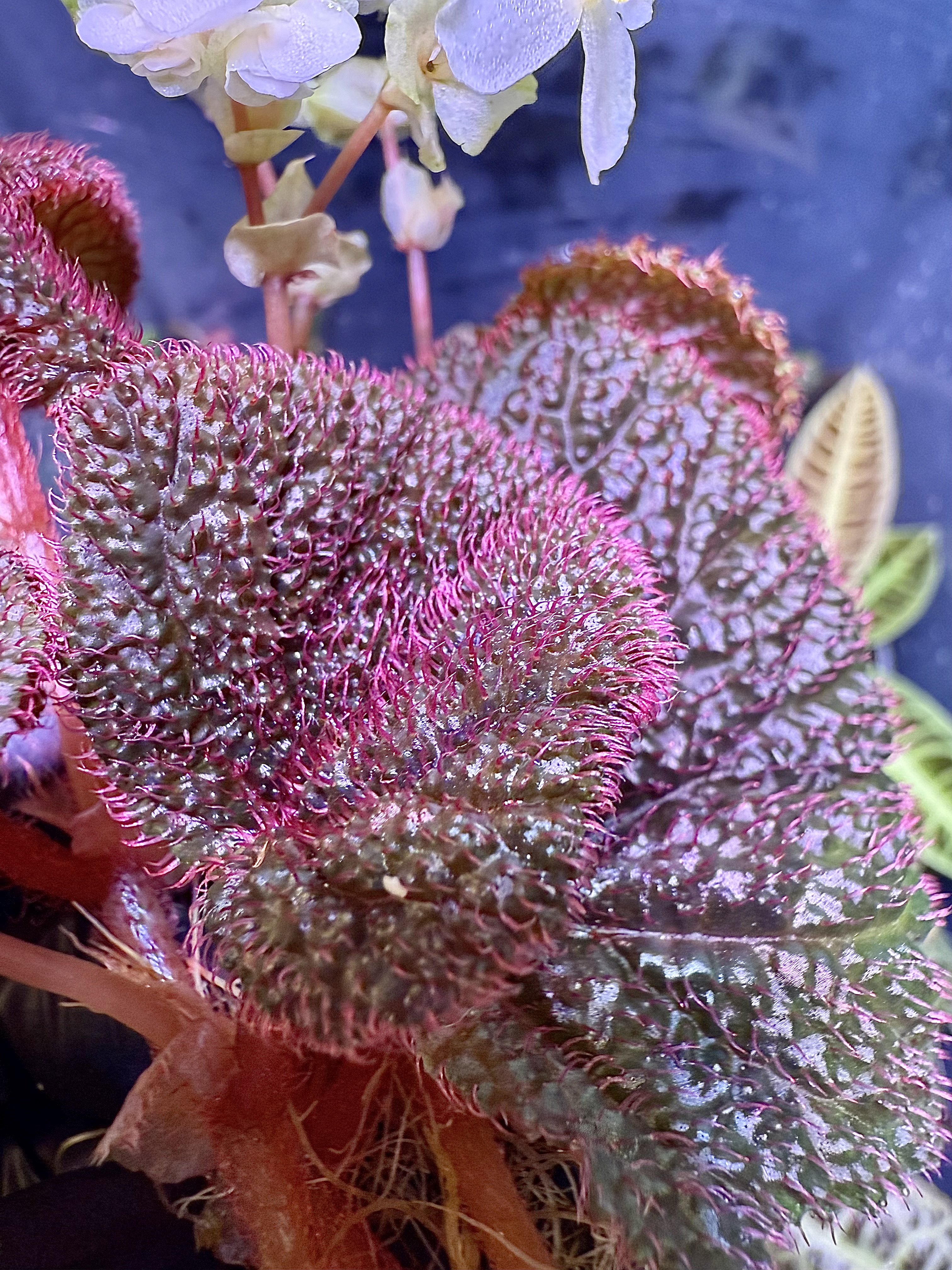 Begonia Bulu Merah Kalimantan Borneo
