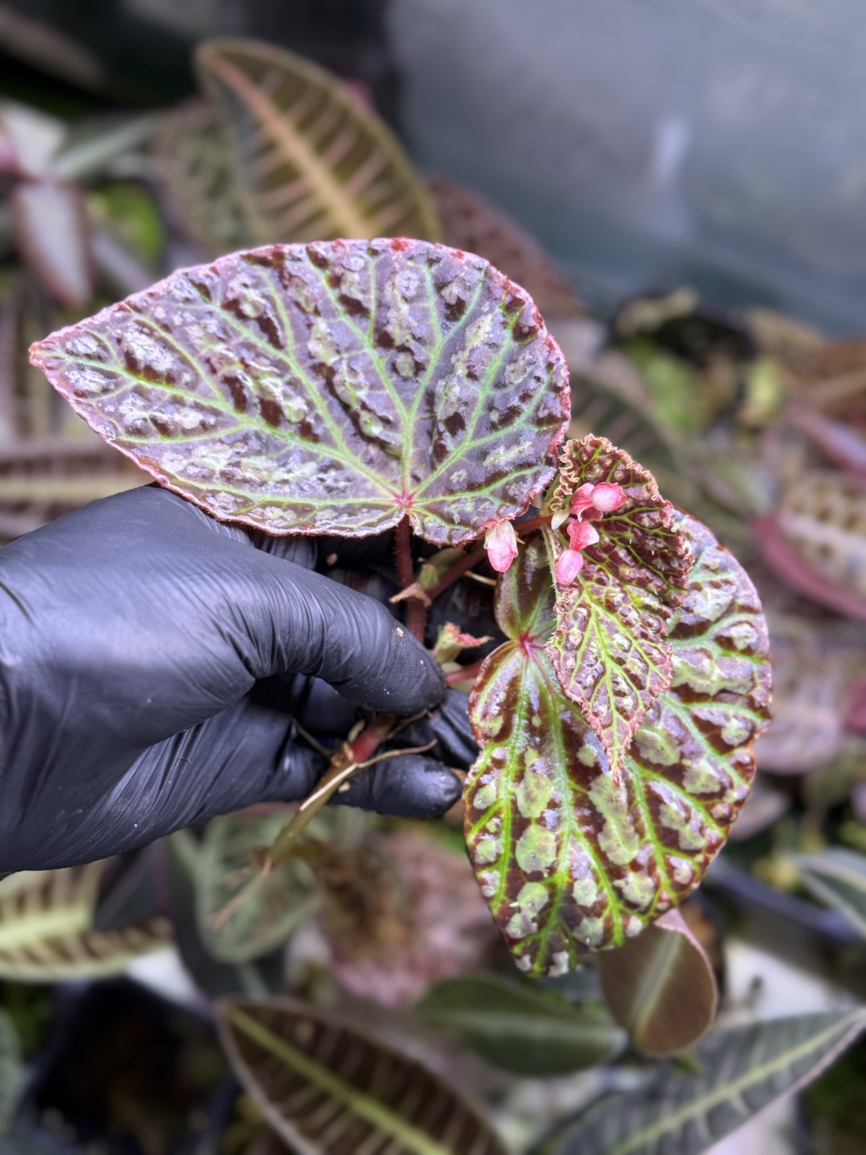 Begonia Dracopelta x Umbrella Hybrid