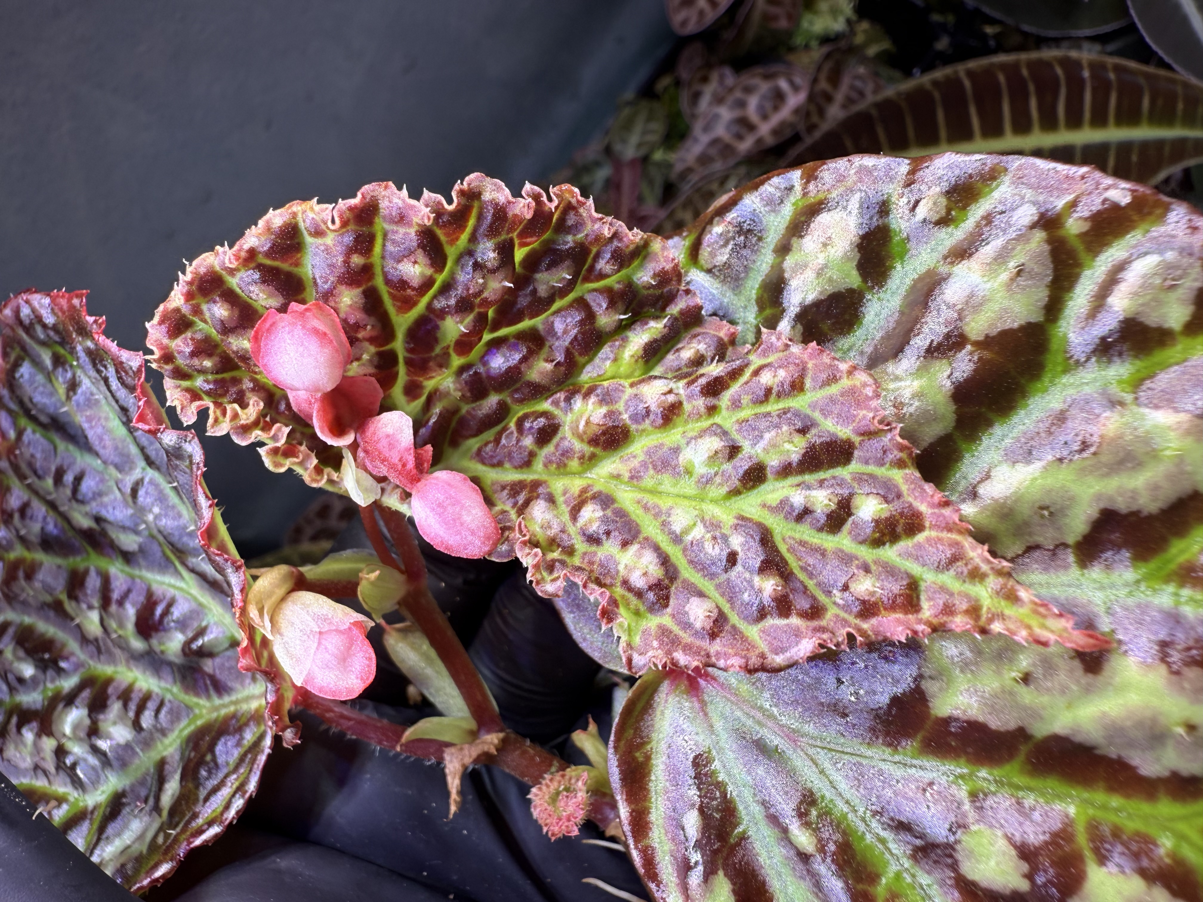 Begonia Dracopelta x Umbrella Hybrid