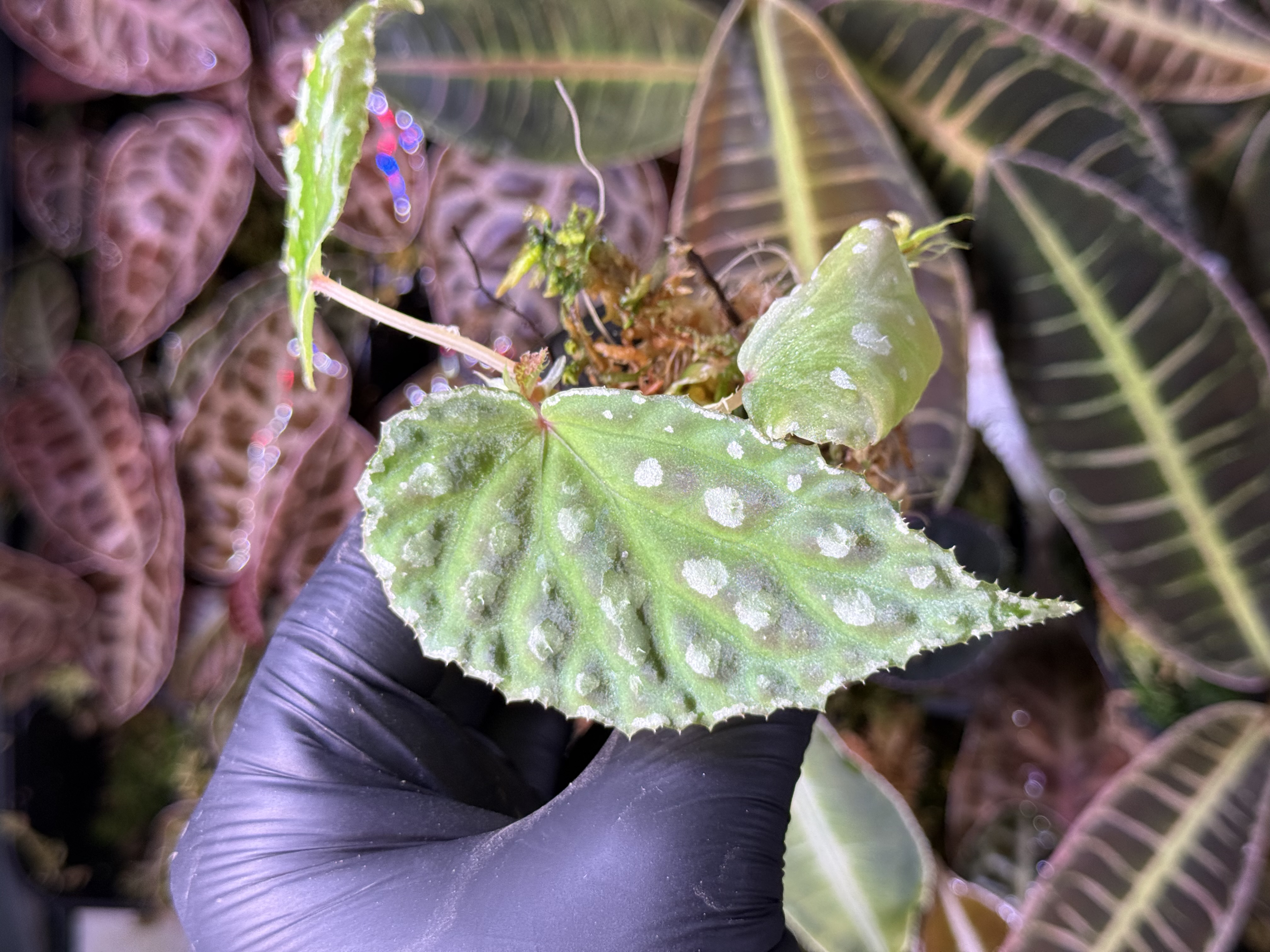 Begonia Dracopelta x Umbrella Hybrid