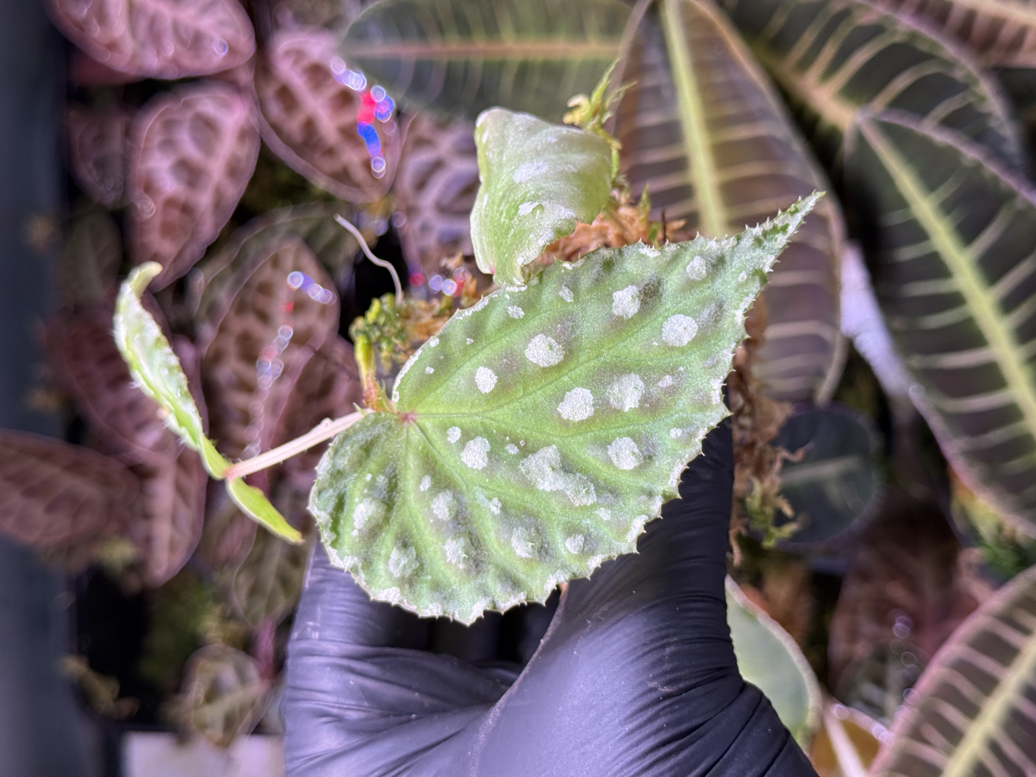 Begonia Dracopelta x Umbrella Hybrid