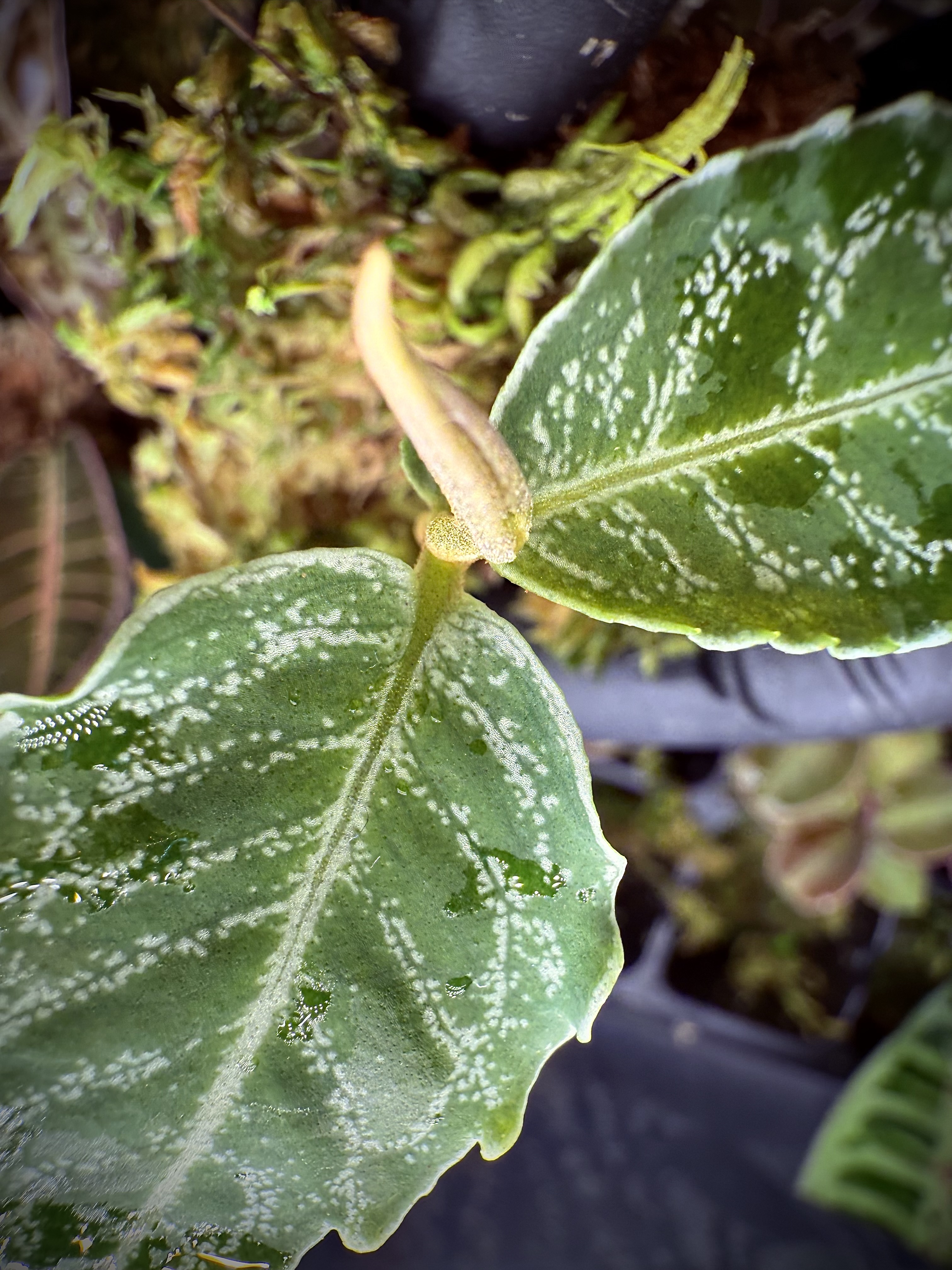 Ardisia Barat „Sumatra”