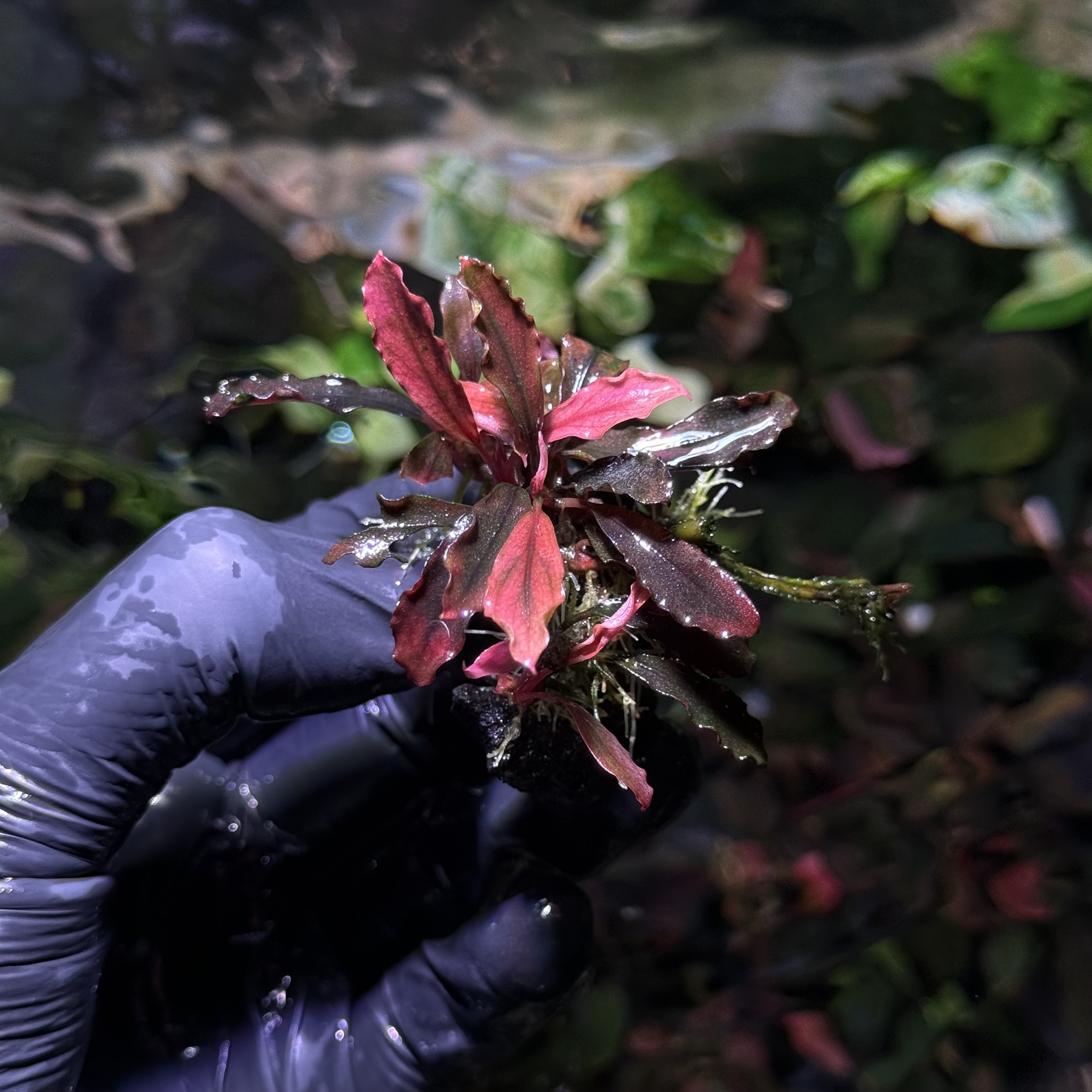  Bucephalandra Brownie Ghost „Lila” CLUMP !