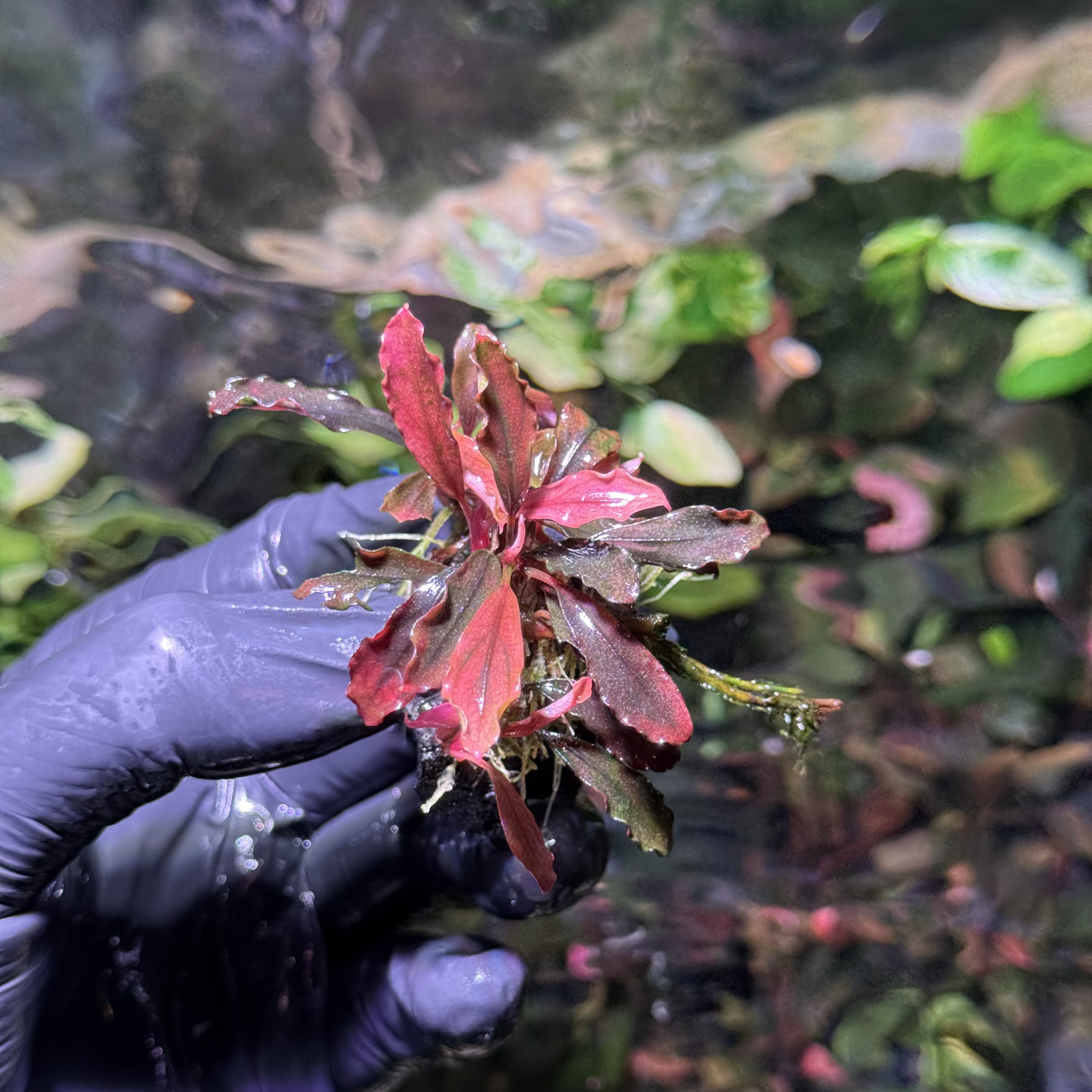  Bucephalandra Brownie Ghost „Lila” CLUMP !