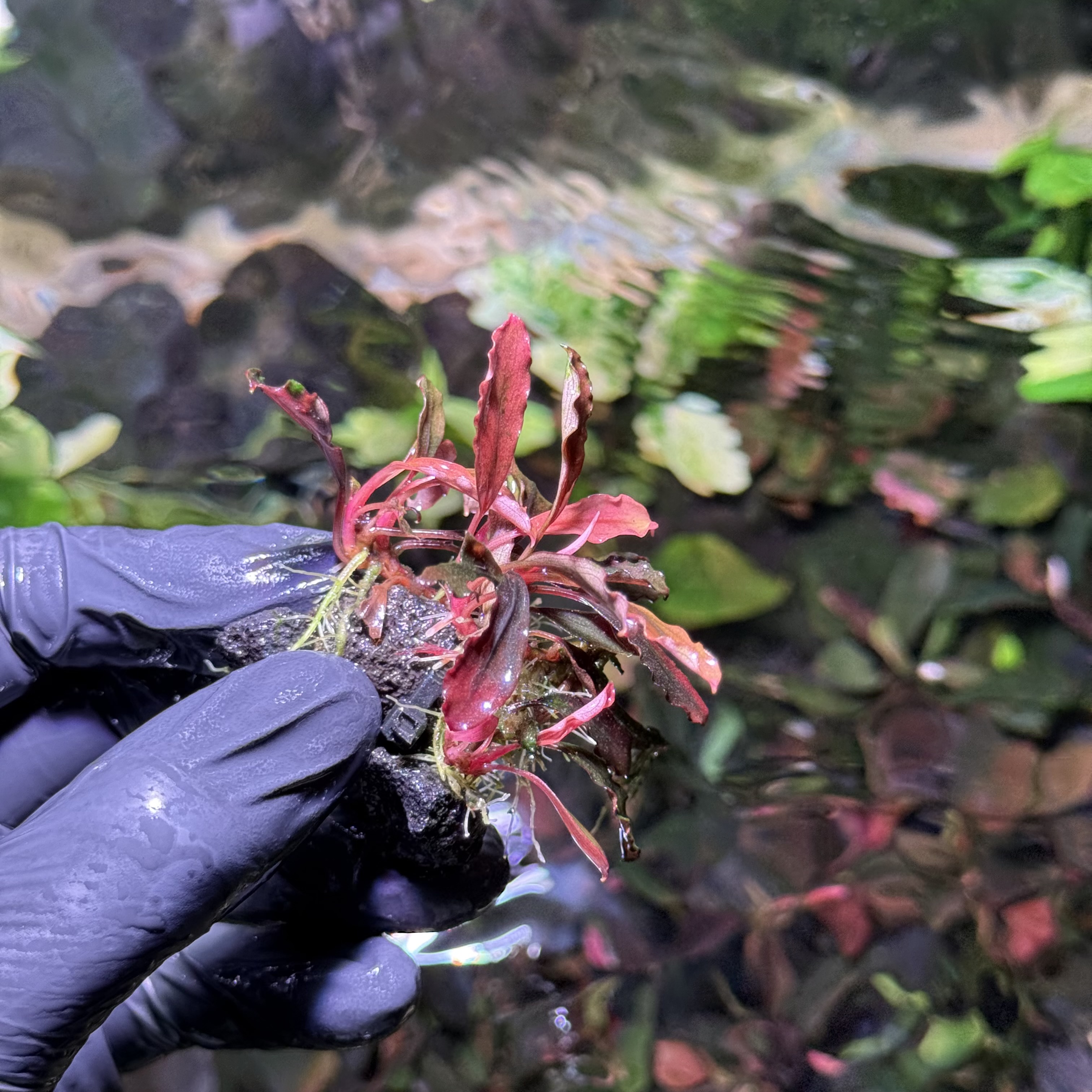  Bucephalandra Brownie Ghost „Lila” CLUMP !