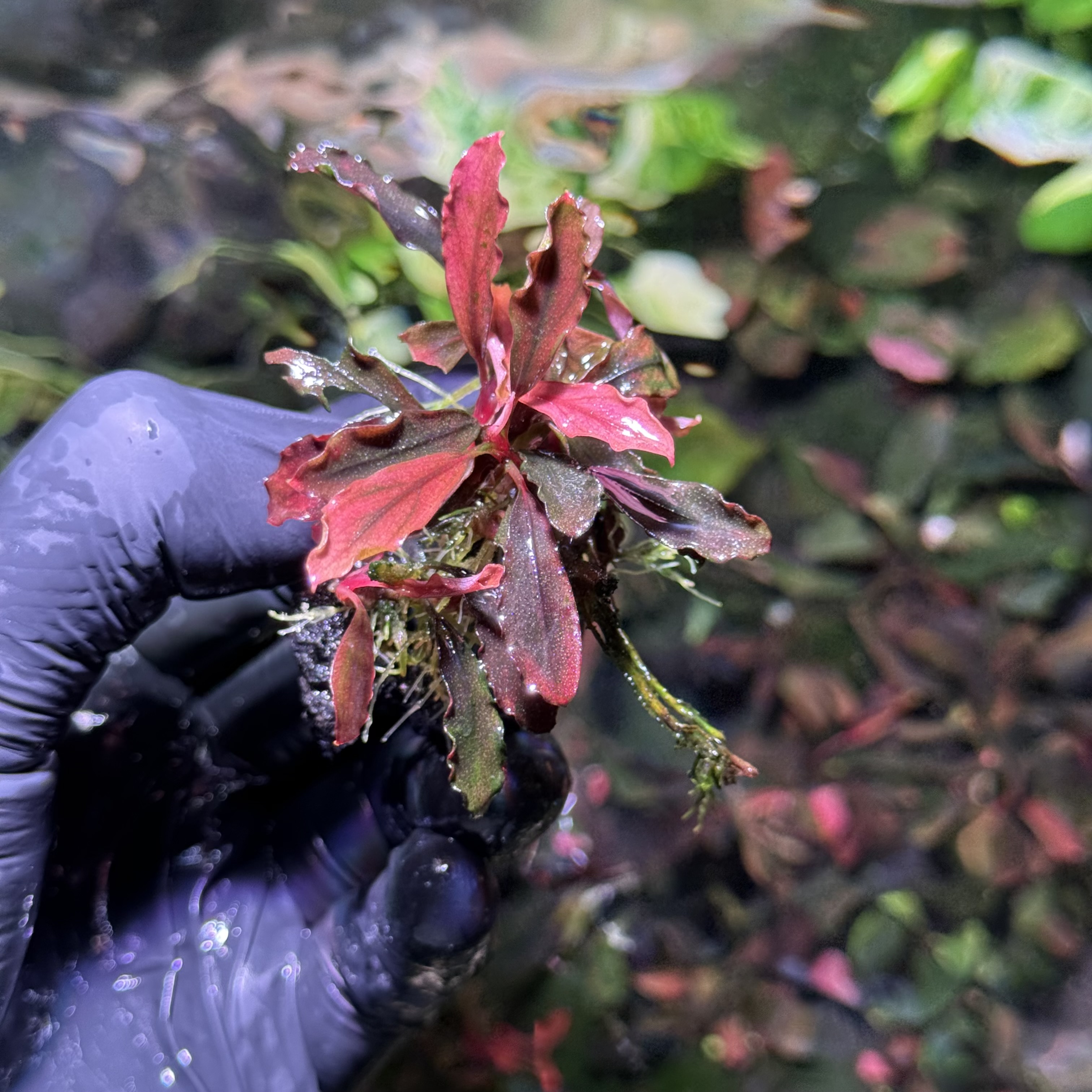 Bucephalandra Brownie Ghost „Lila” CLUMP !