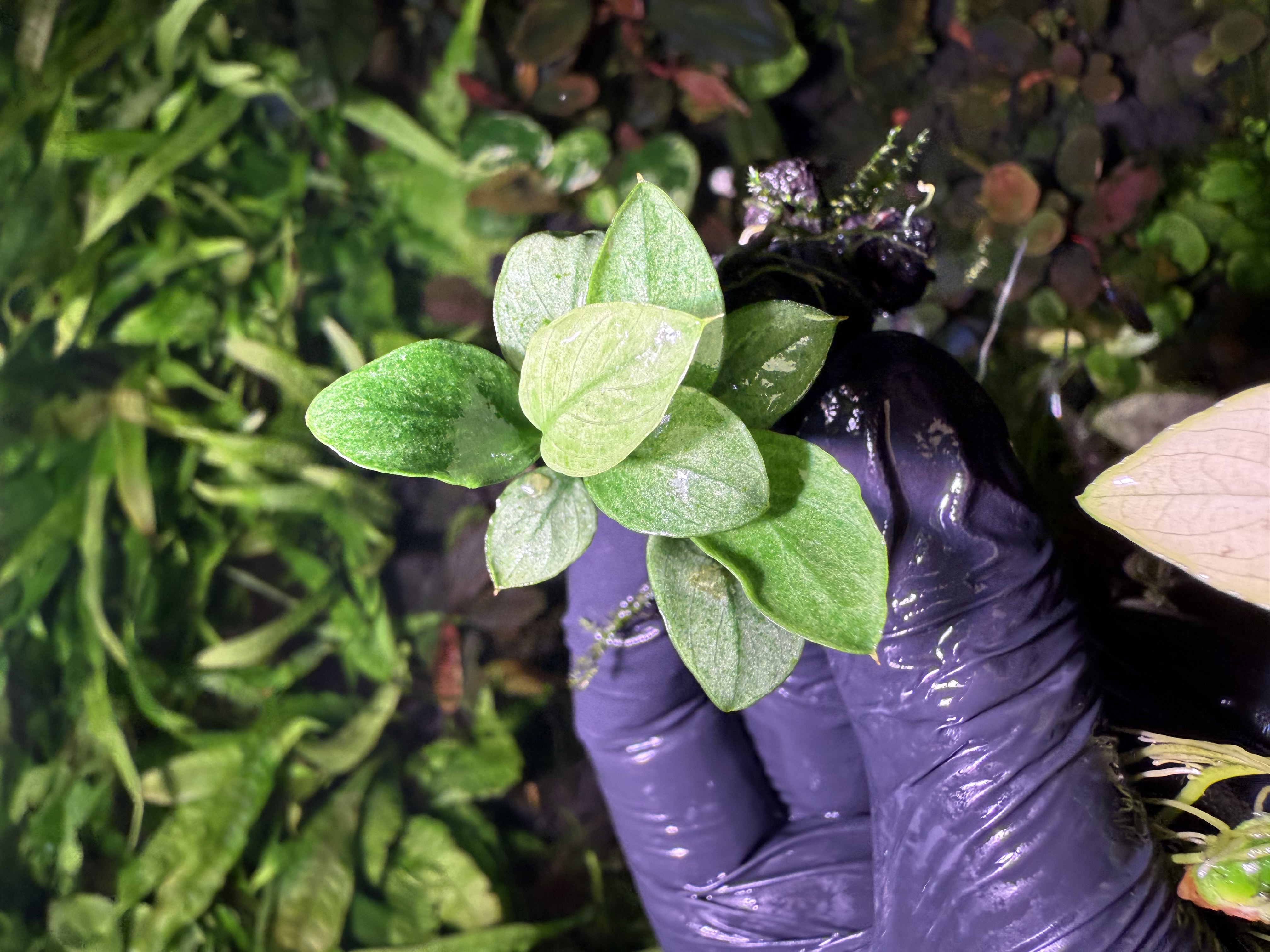  Anubias Jade 