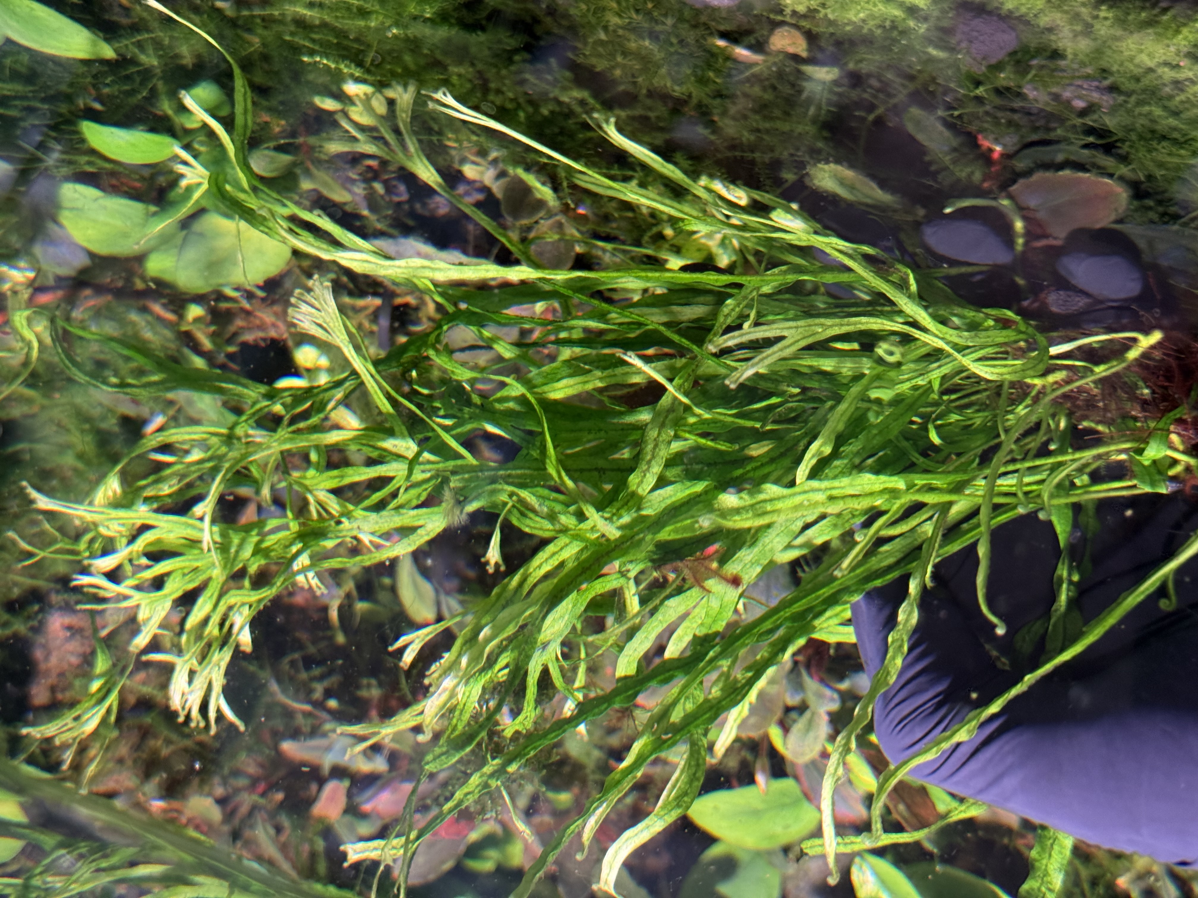 Microsorum Narrow „K”