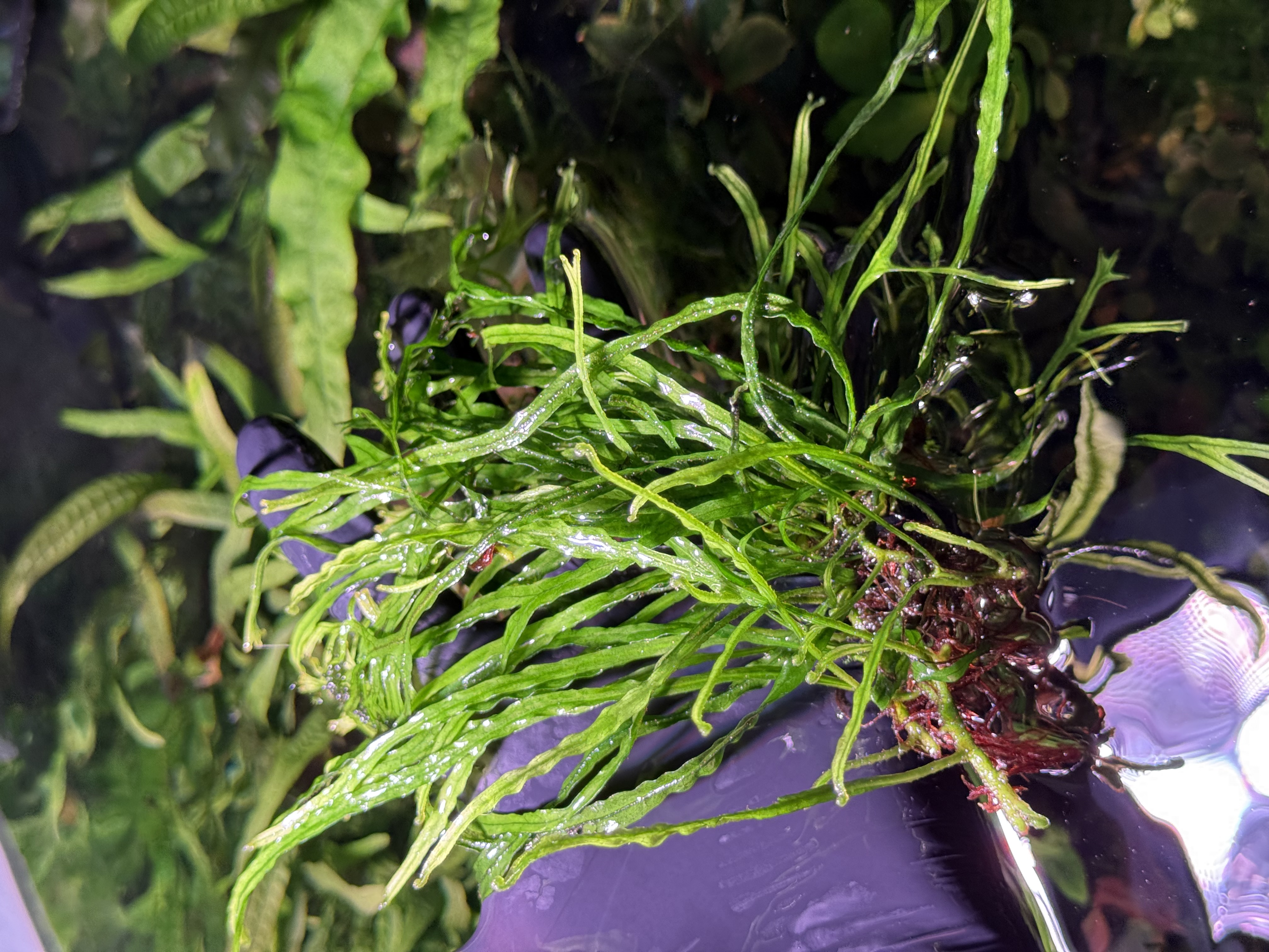 Microsorum Narrow „K”