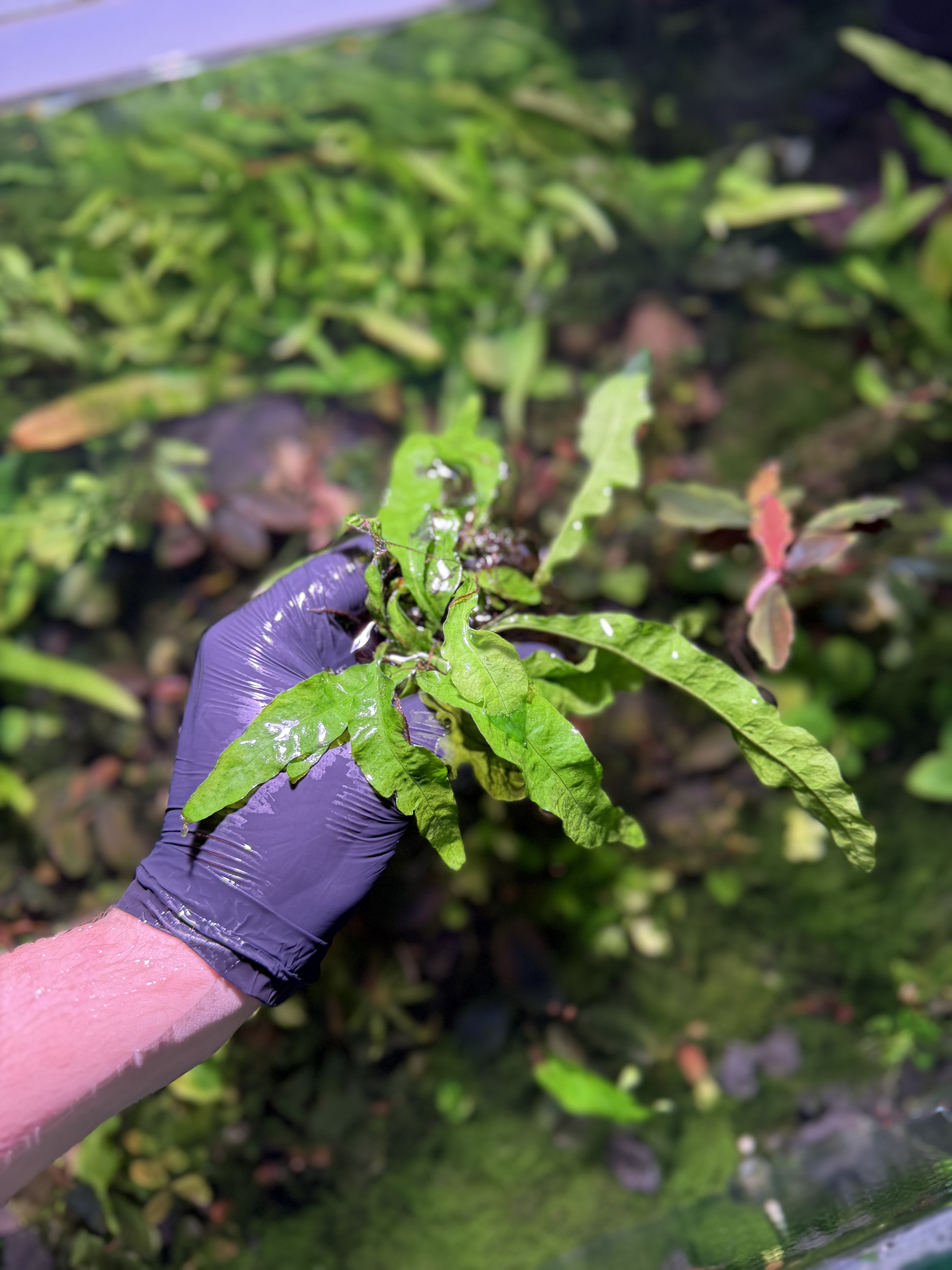Microsorum Undulata