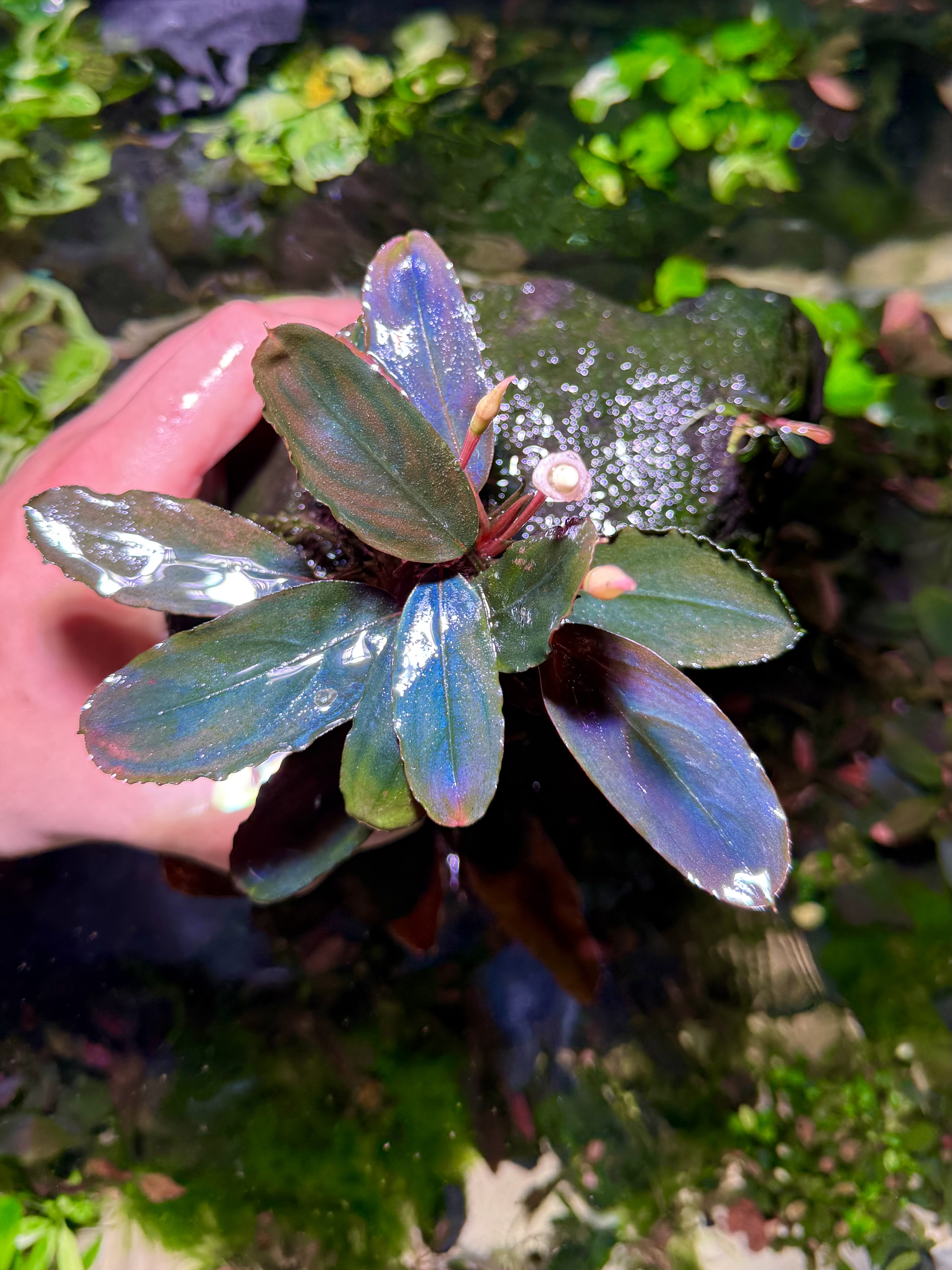 Bucephalandra Central Borneo – Dark Series