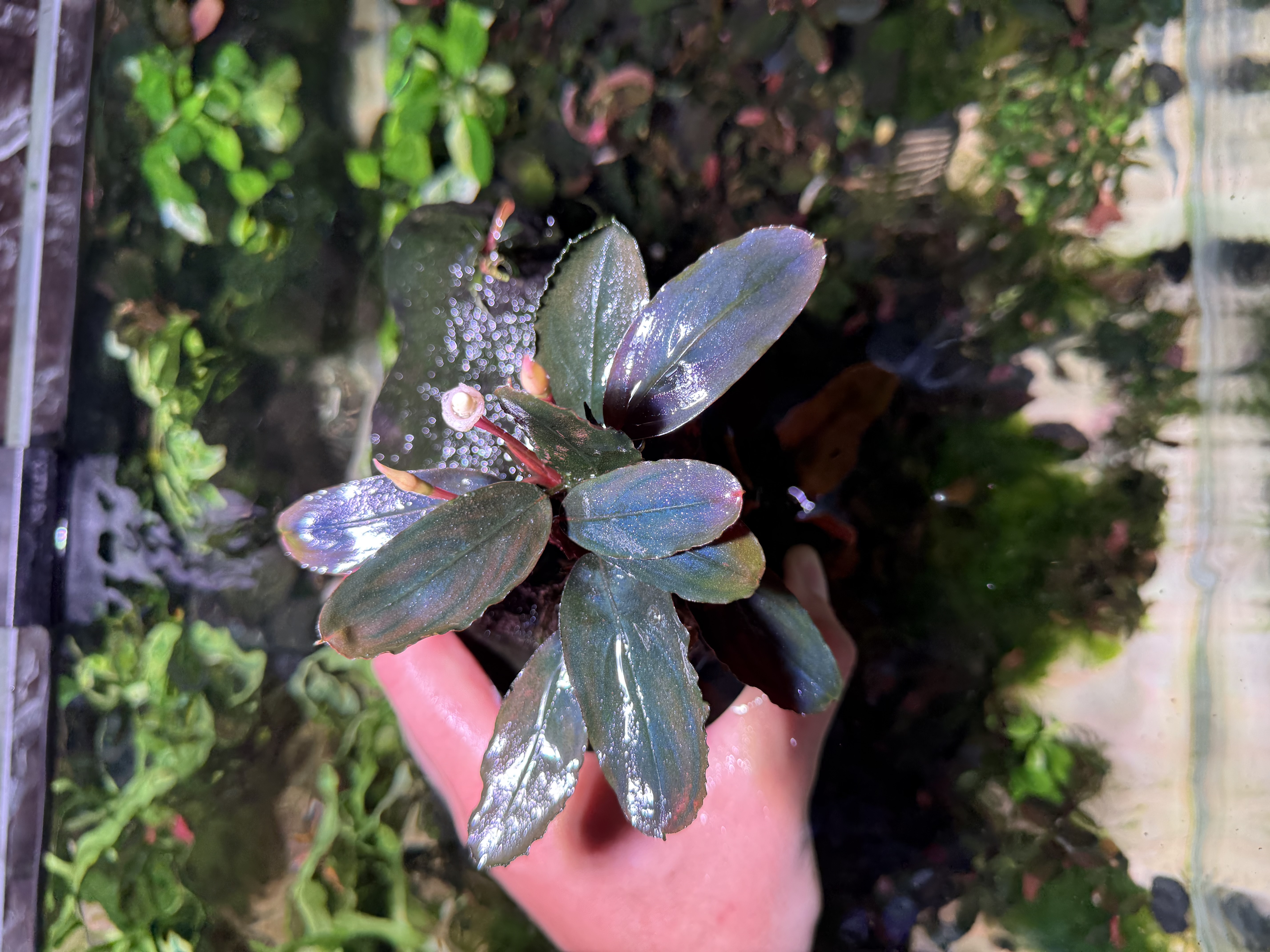 Bucephalandra Central Borneo – Dark Series