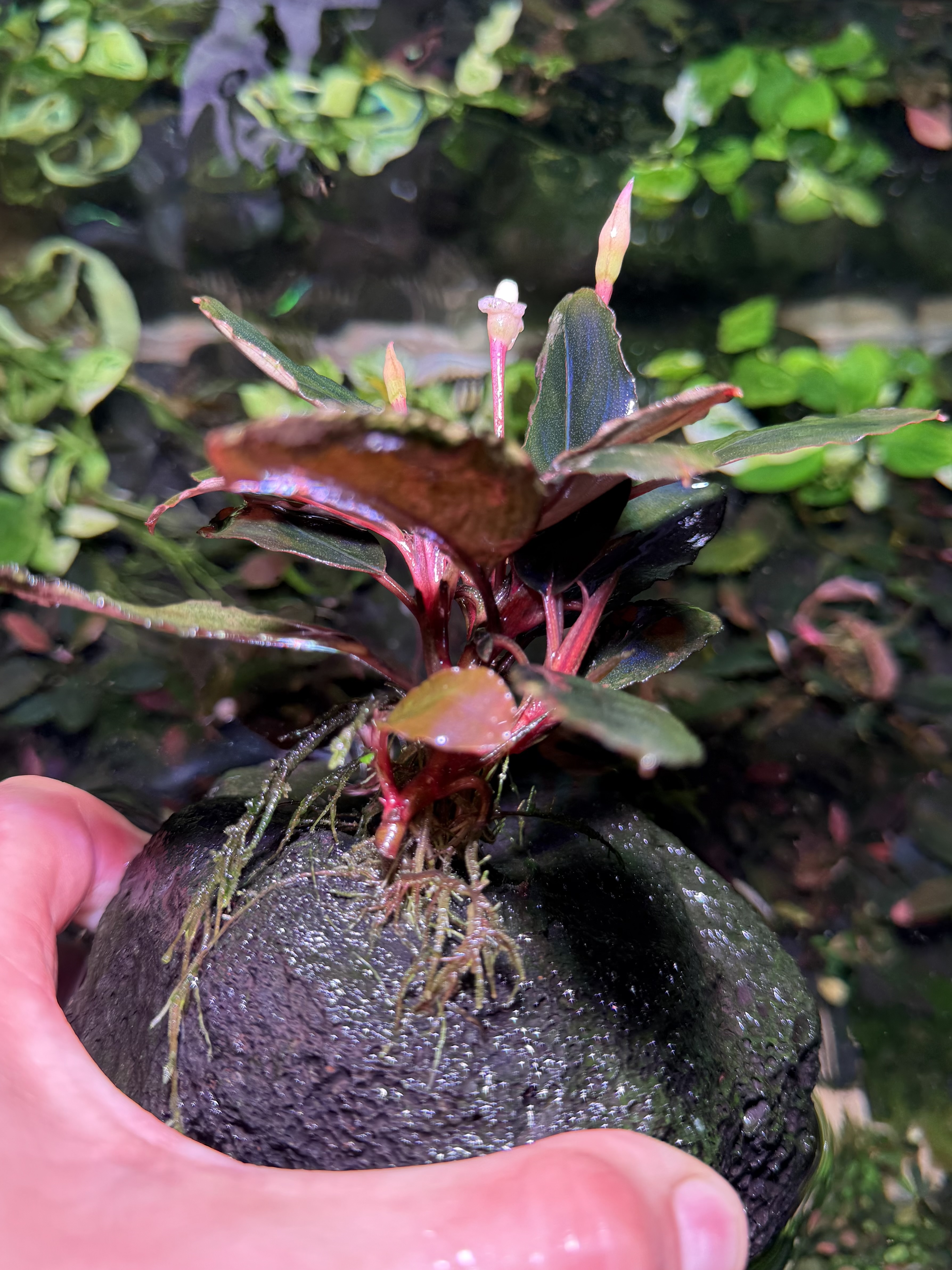Bucephalandra Central Borneo – Dark Series