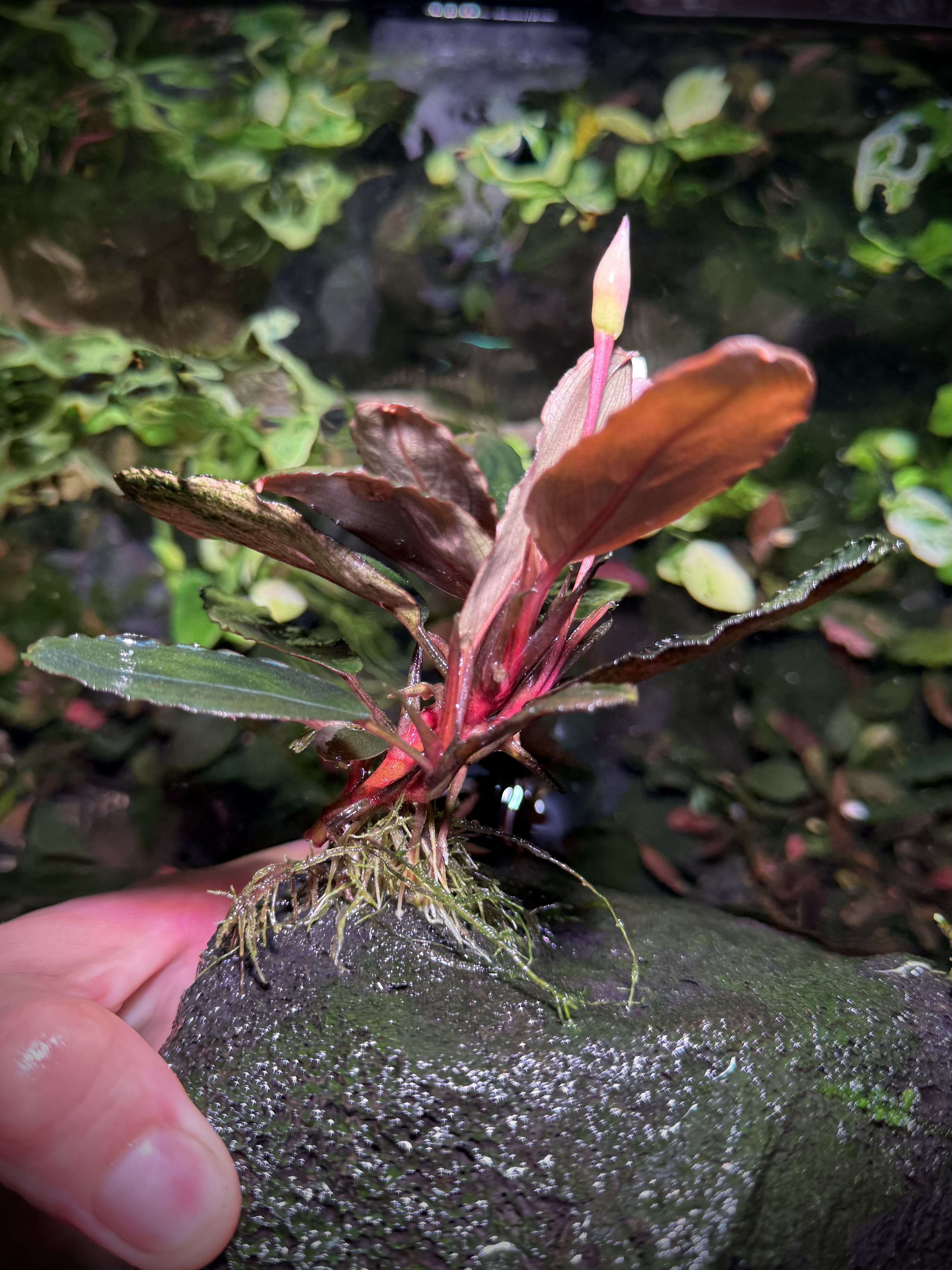 Bucephalandra Central Borneo – Dark Series