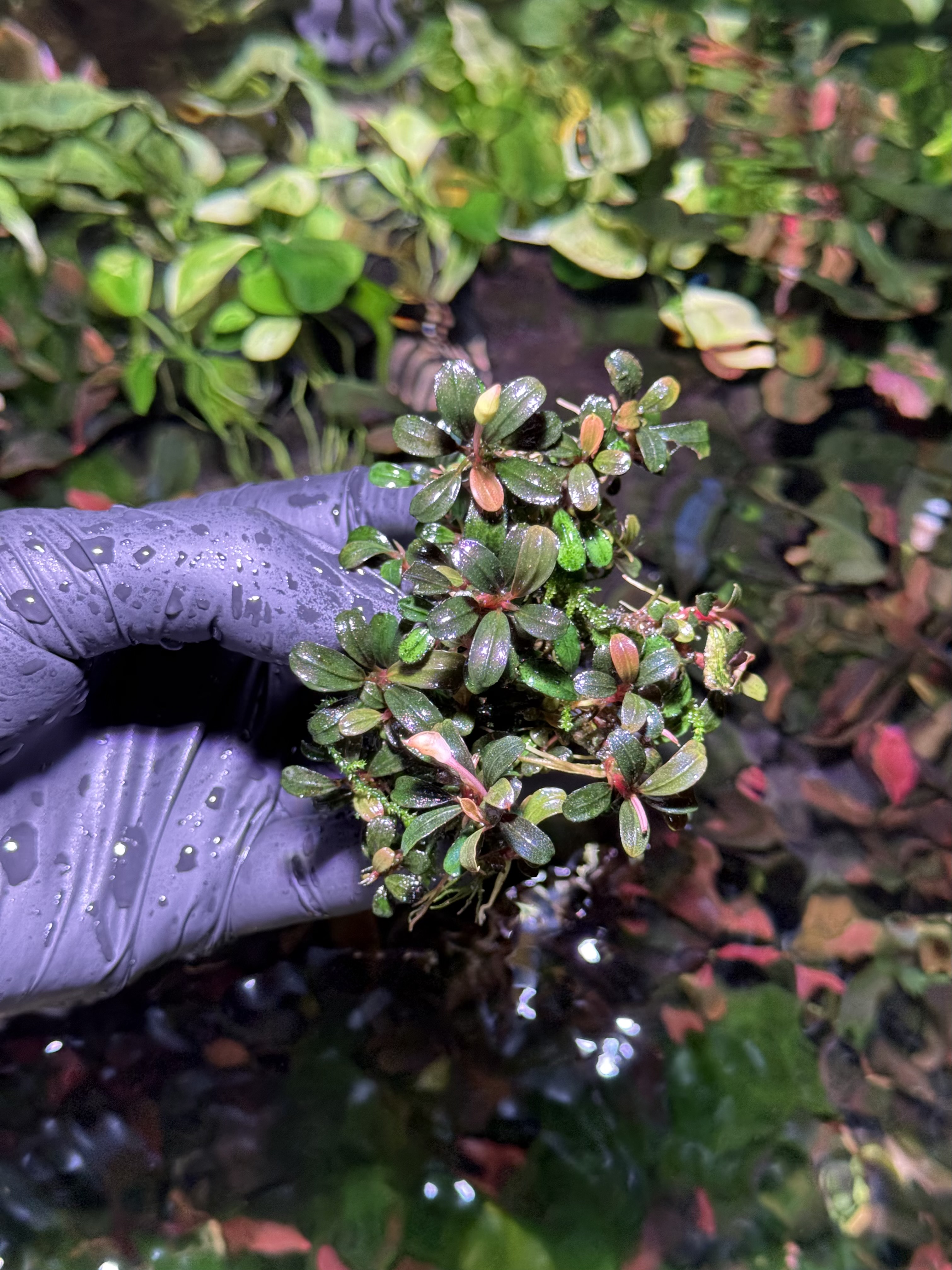 Bucephalandra Brownie Amanda Clump