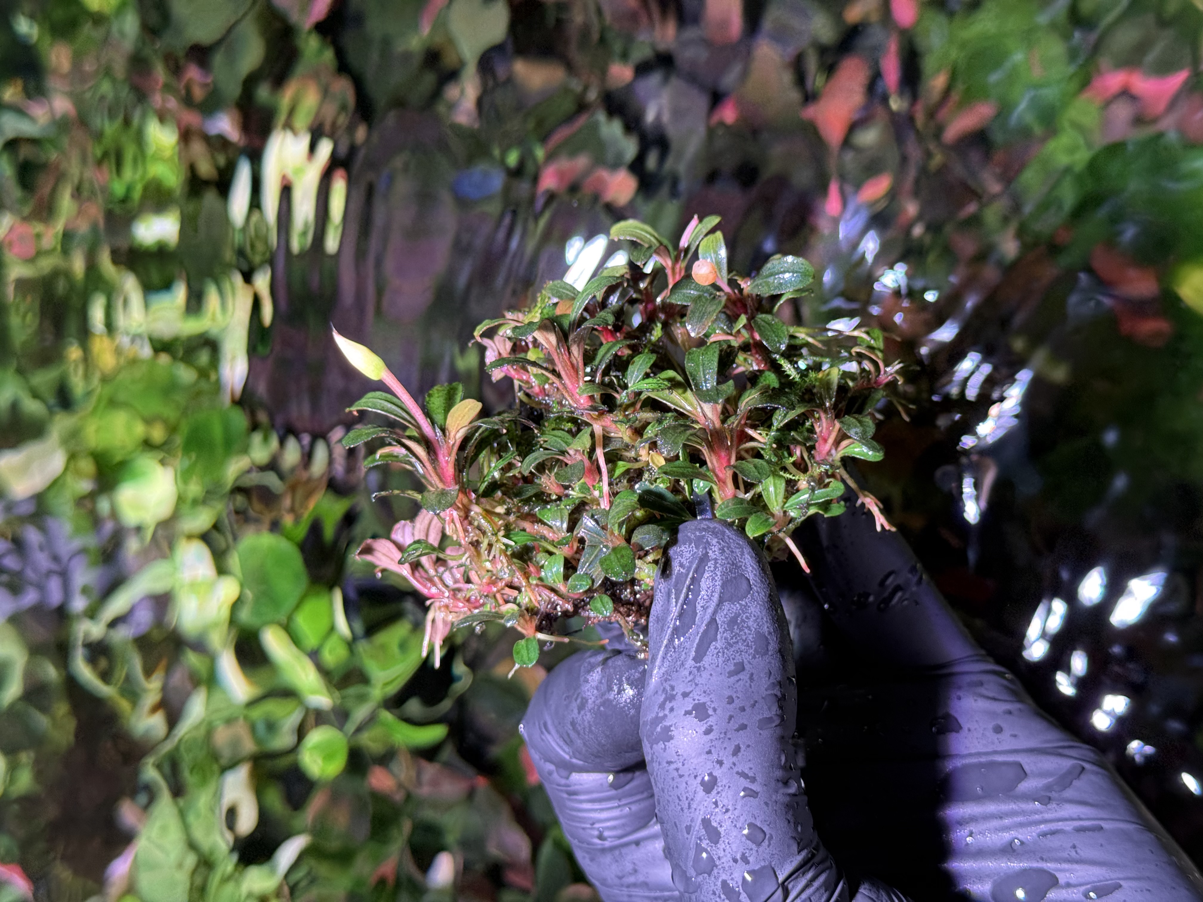 Bucephalandra Brownie Amanda Clump