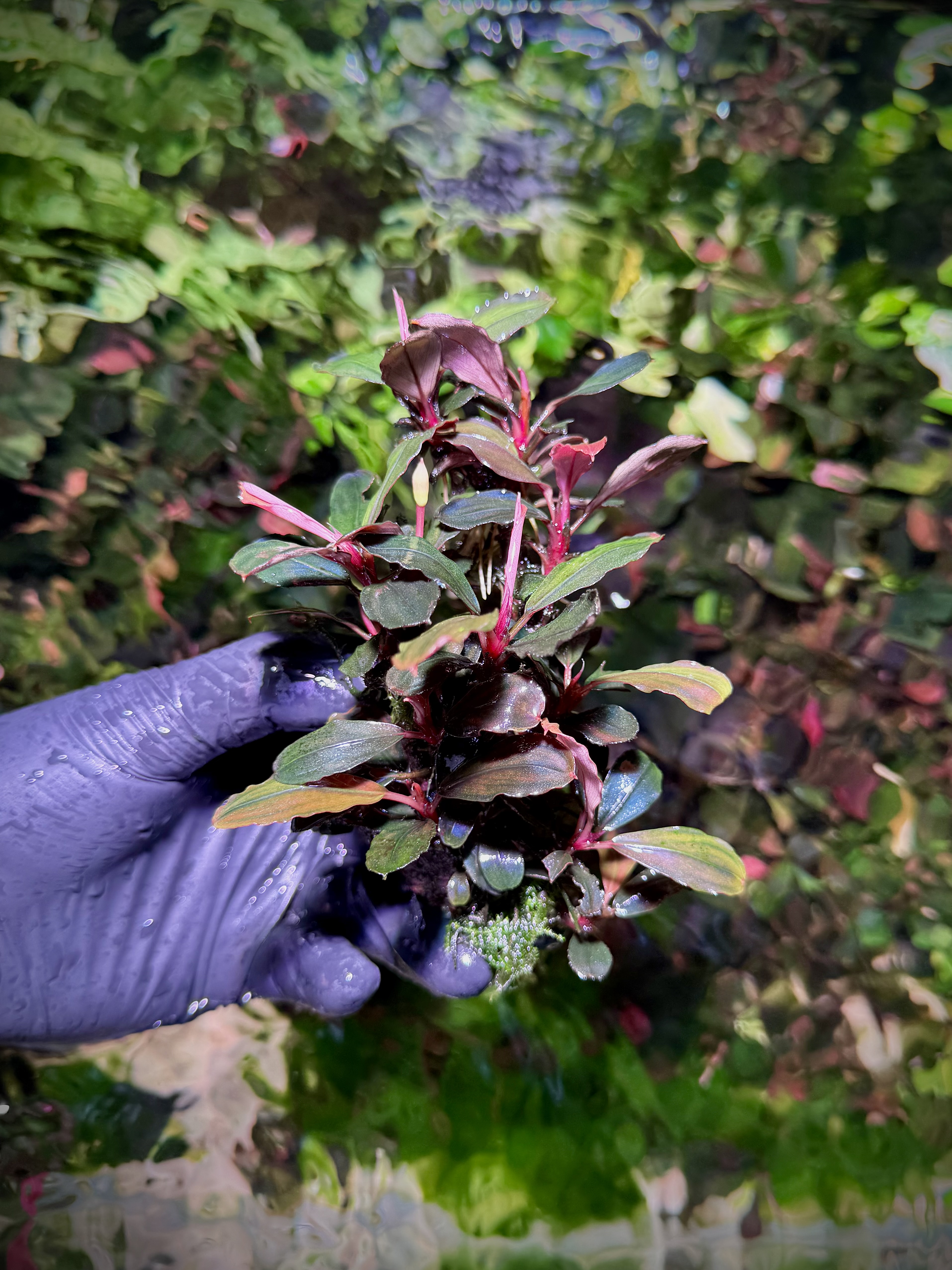 Bucephalandra Brownie Melawi Series