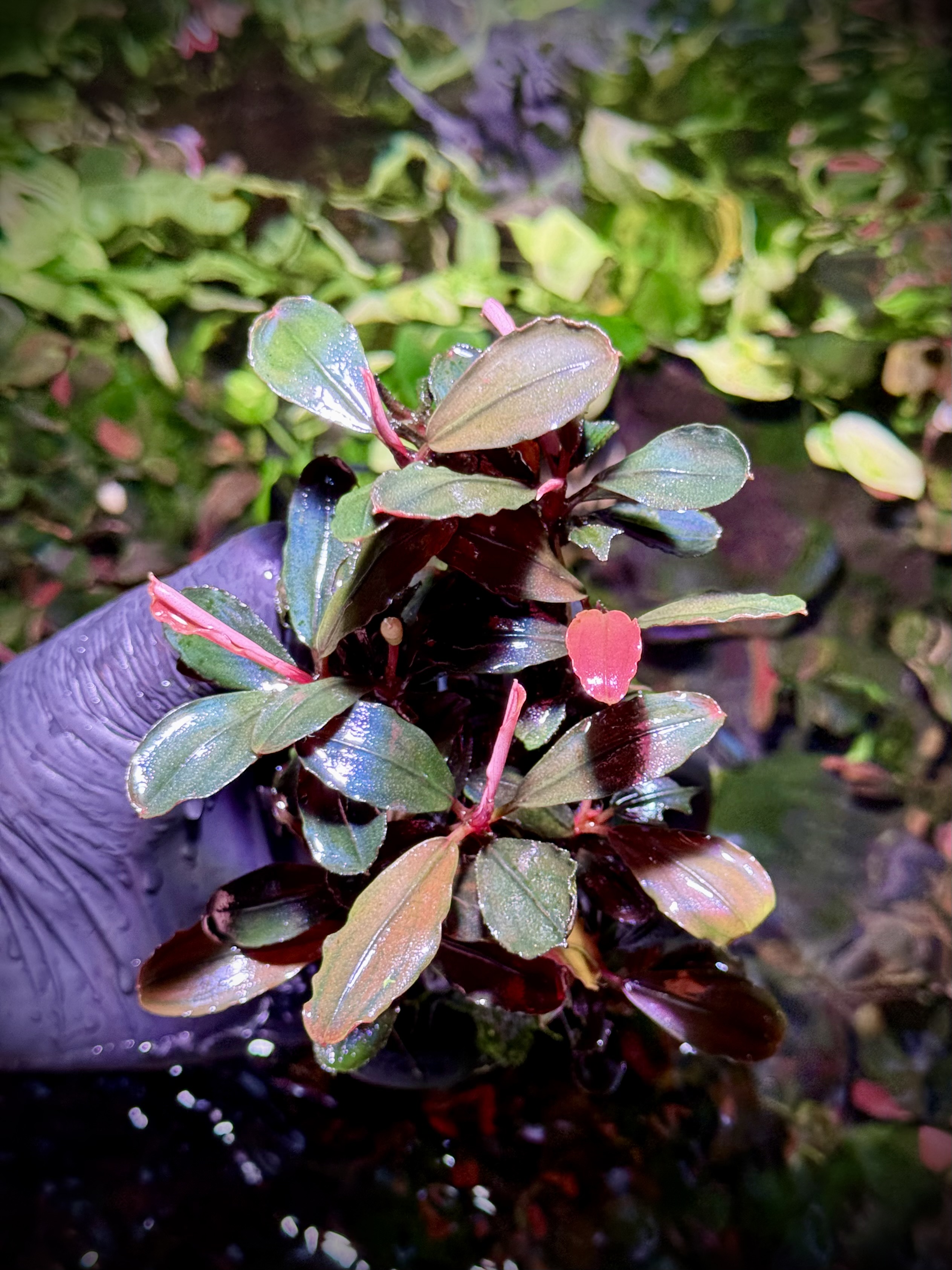 Bucephalandra Brownie Melawi Series