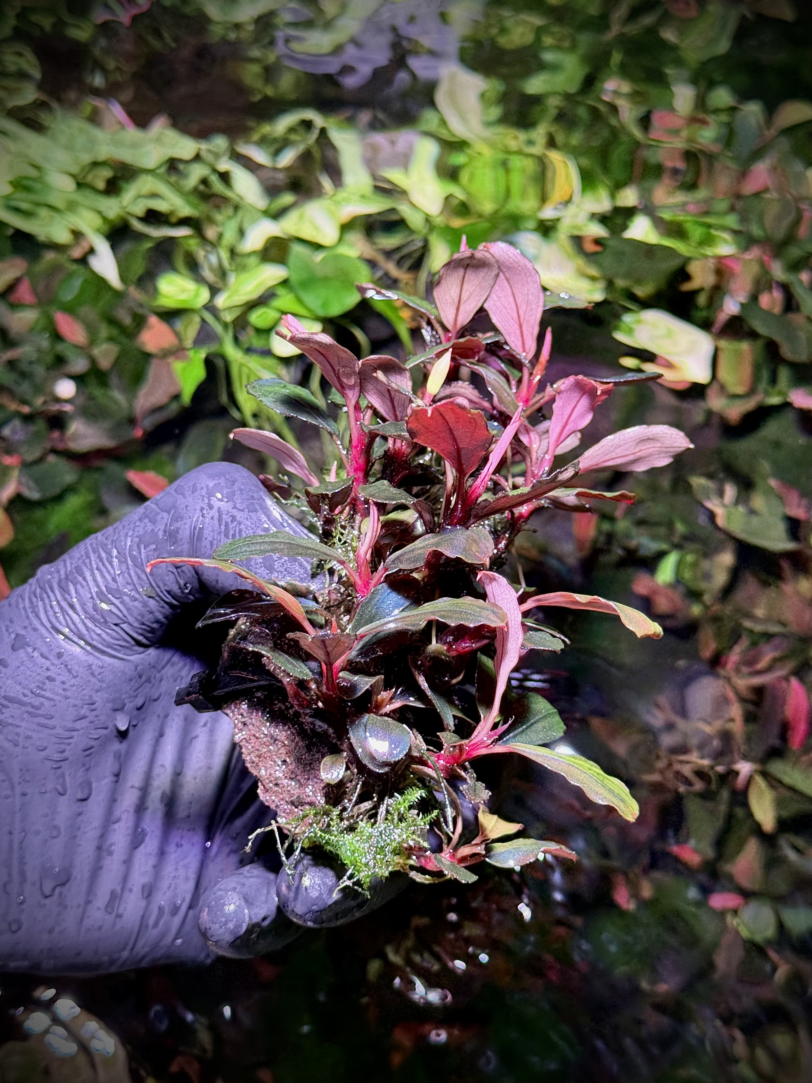 Bucephalandra Brownie Melawi Series