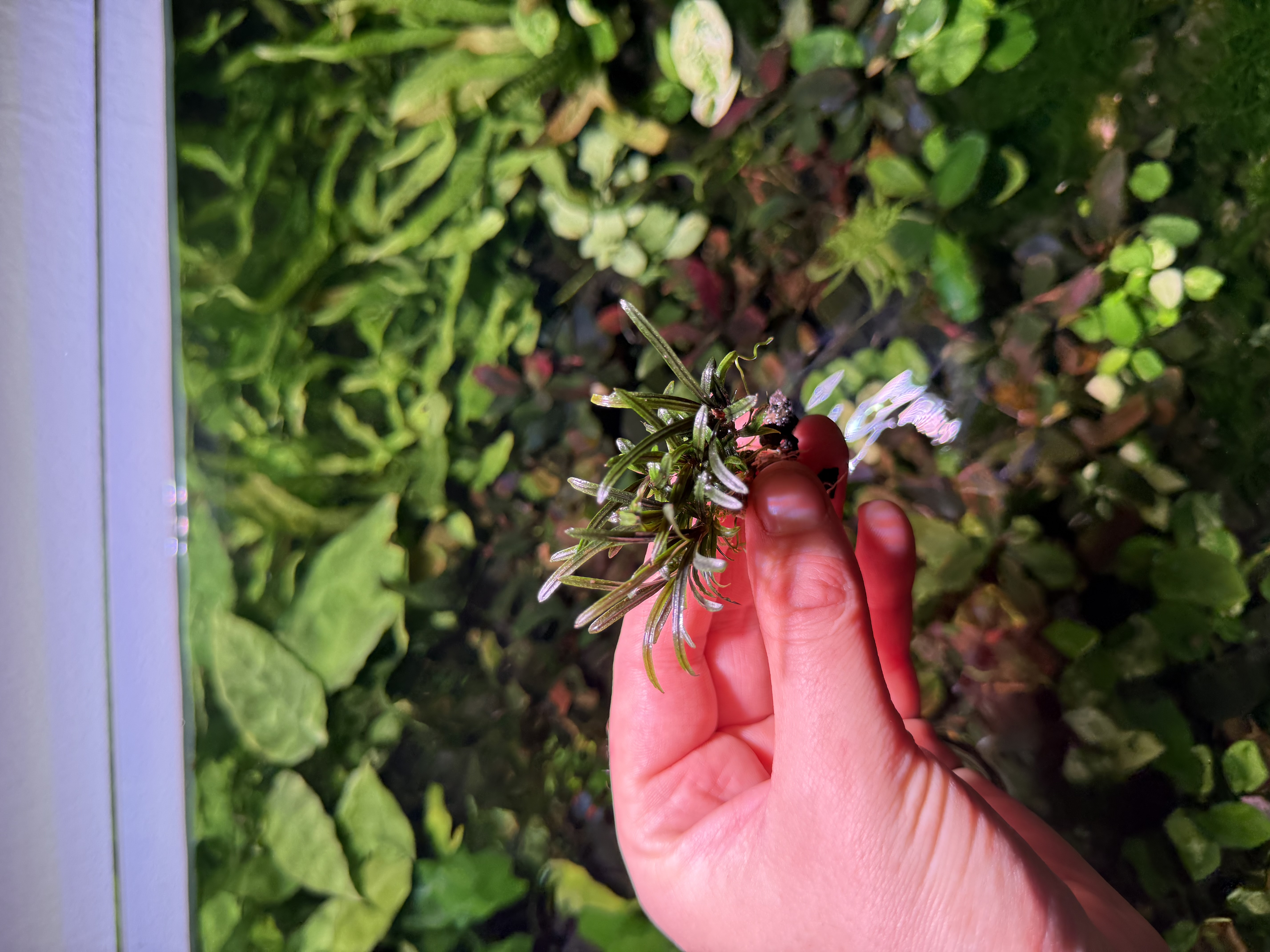 Bucephalandra Rosemary 
