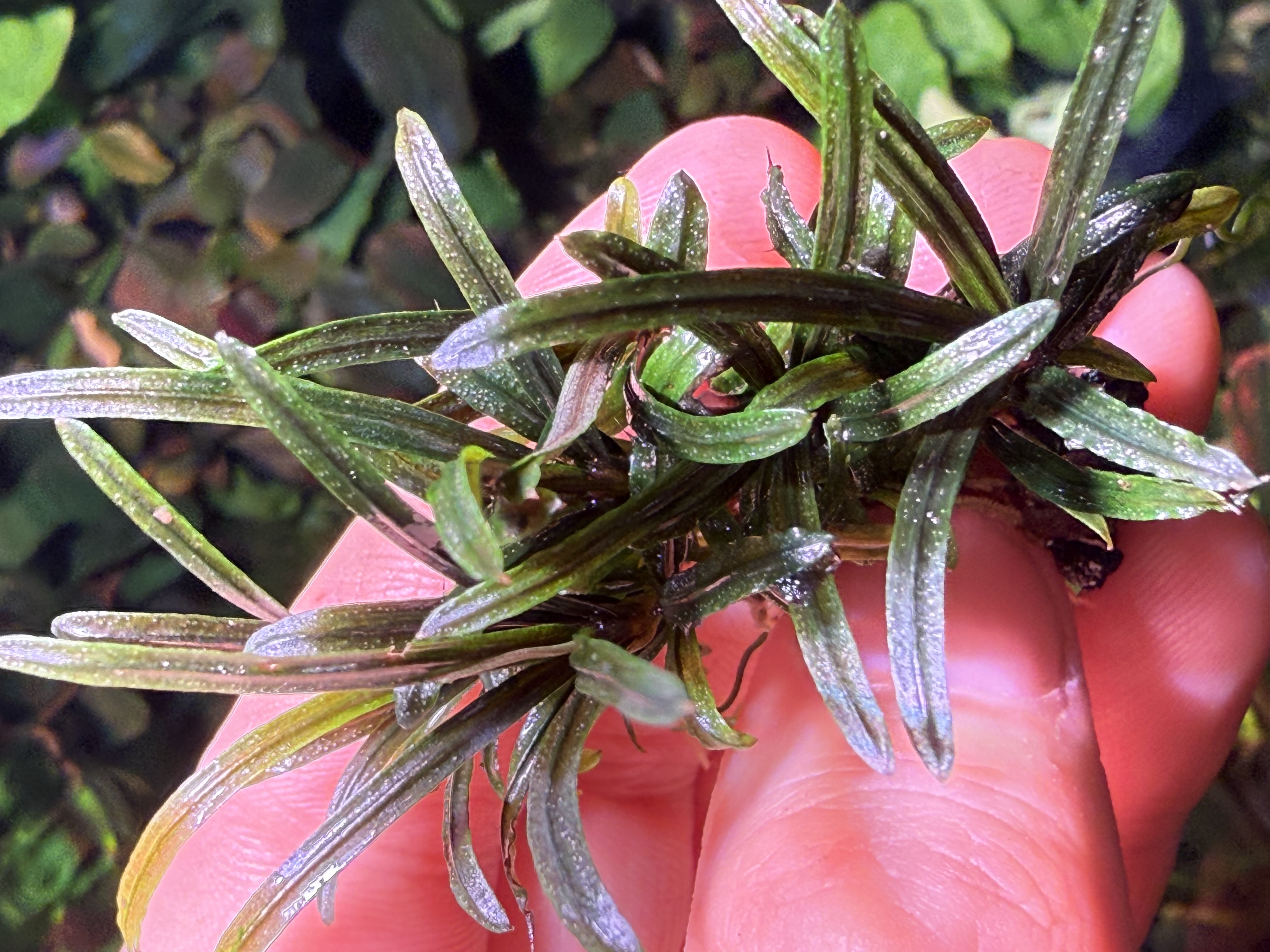Bucephalandra Rosemary 