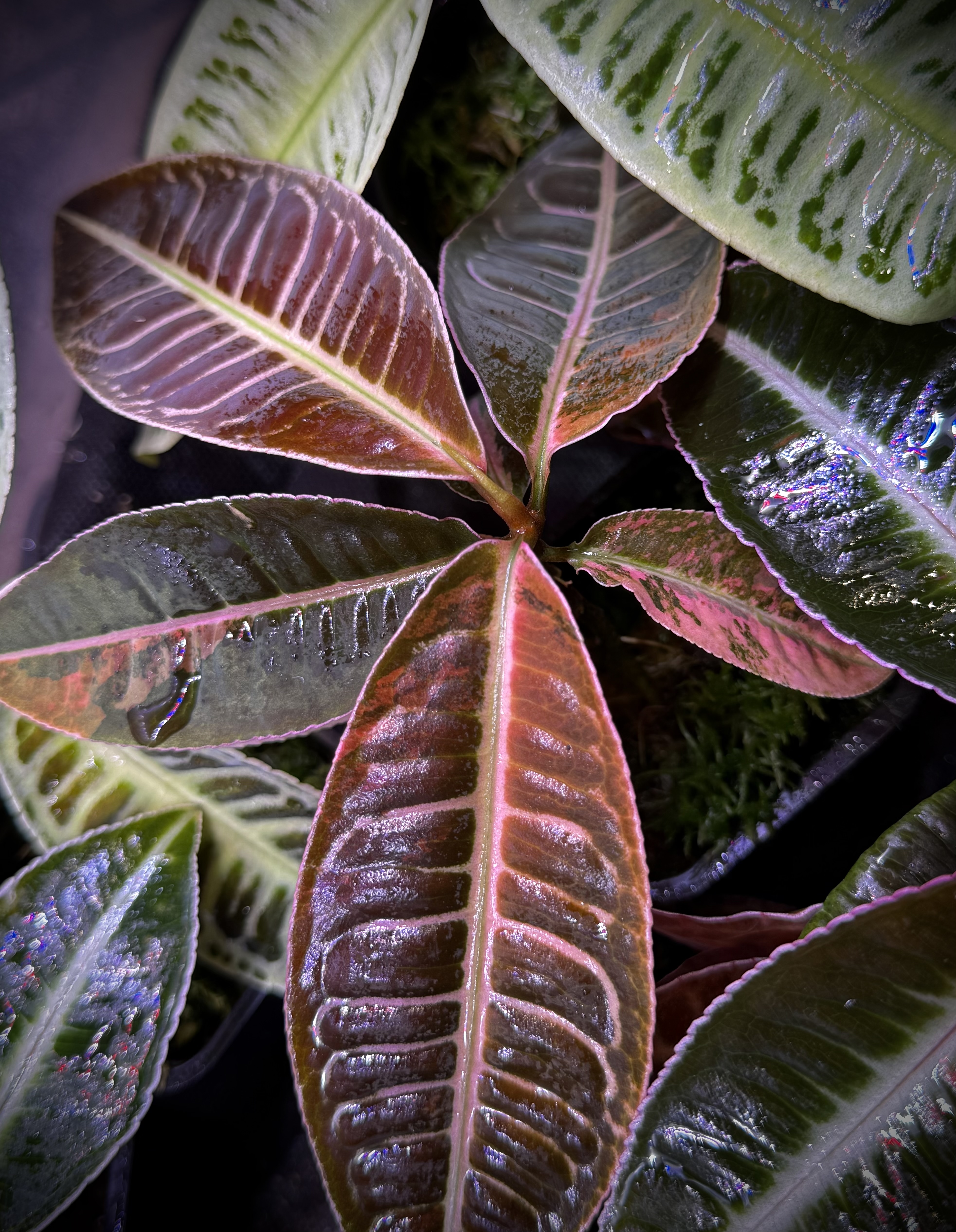 Emblemantha Urnulata Labisia Sp. Riau „Dark Pink” VARIEGATA