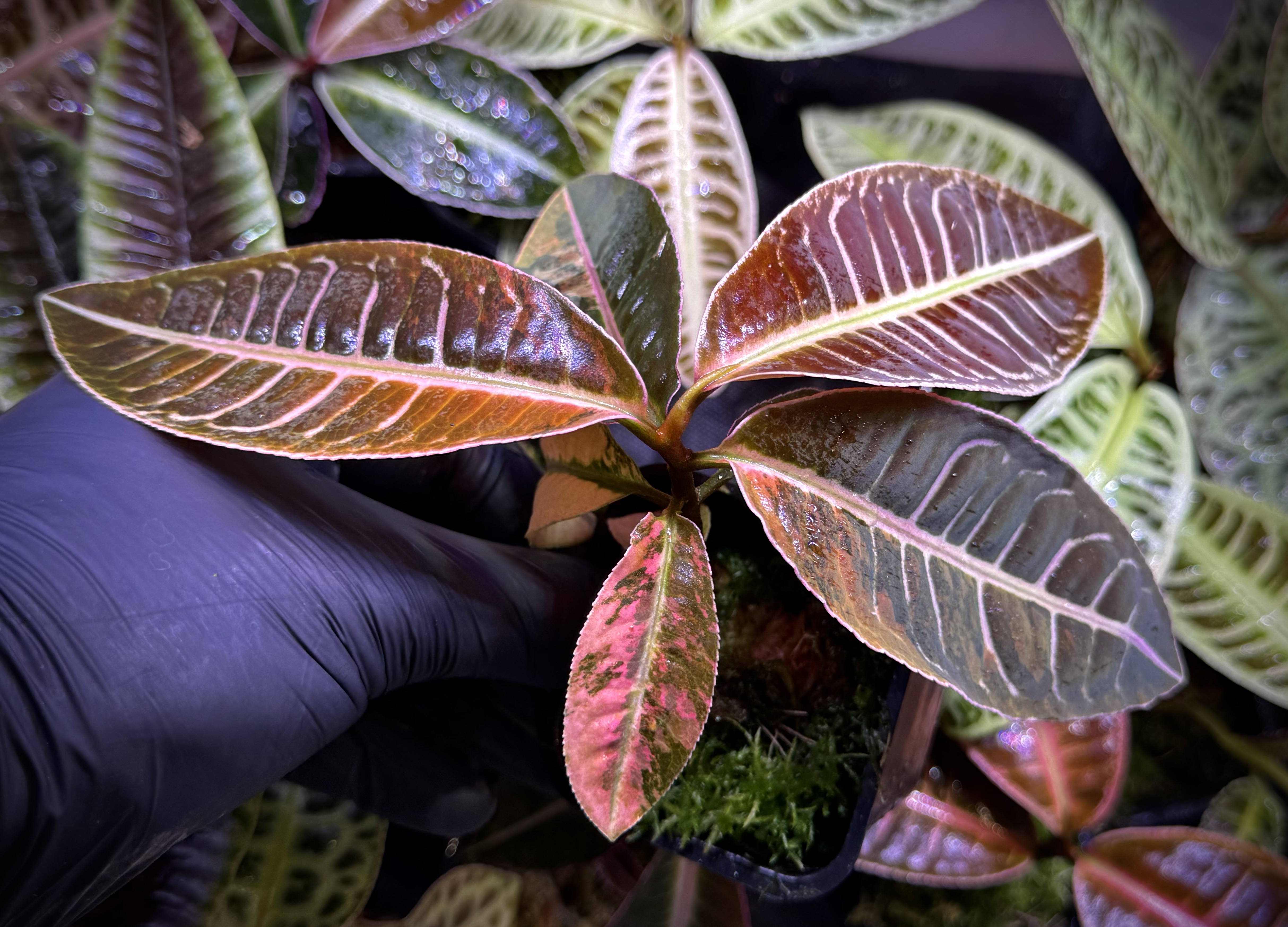 Emblemantha Urnulata Labisia Sp. Riau „Dark Pink” VARIEGATA