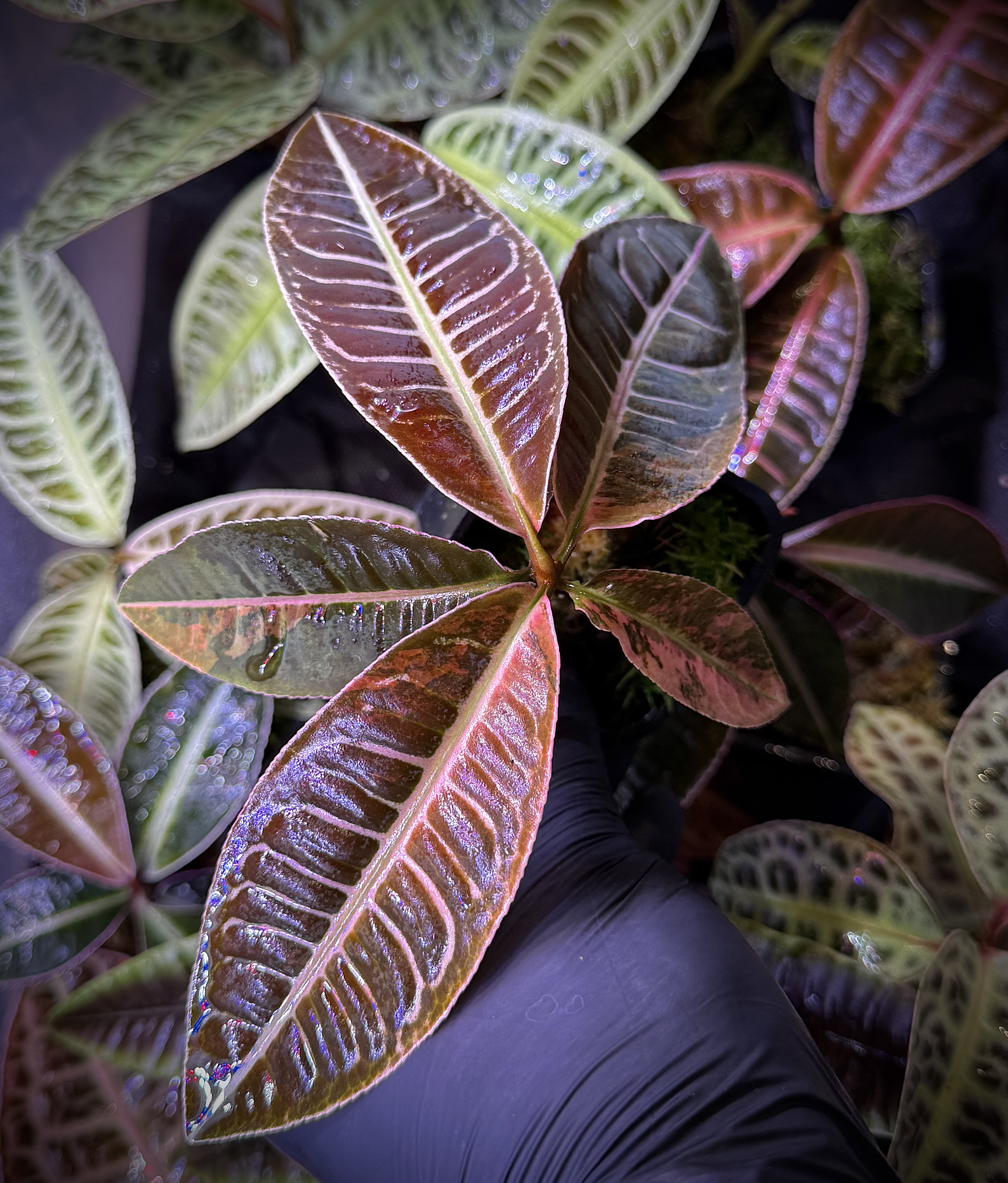 Emblemantha Urnulata Labisia Sp. Riau „Dark Pink” VARIEGATA